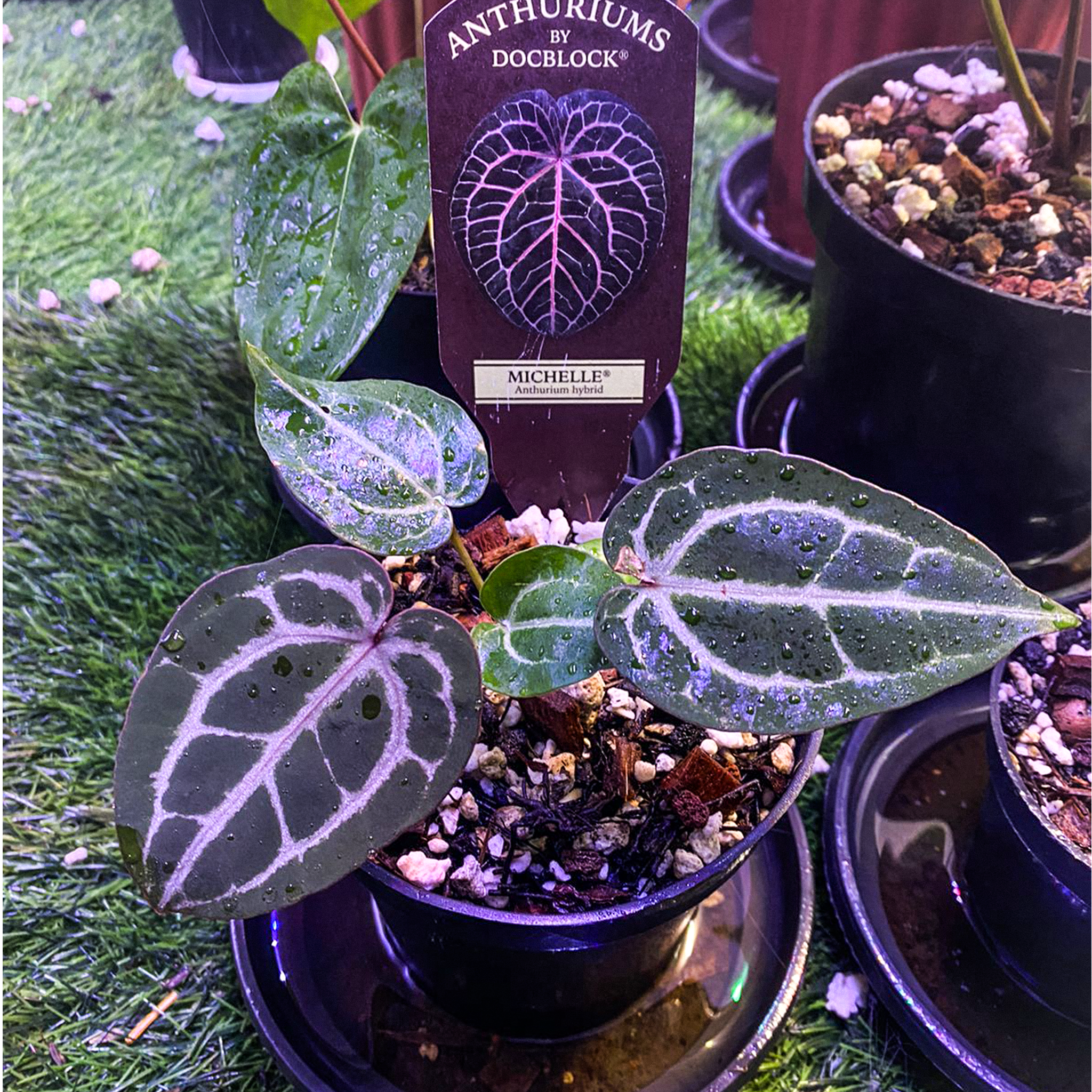 アンスリウム ZARA x ZARA ドックブロックタグ付き ドックブロック アンスリウム ZARA x ZARA ドックブロックタグ付き ドックブロック