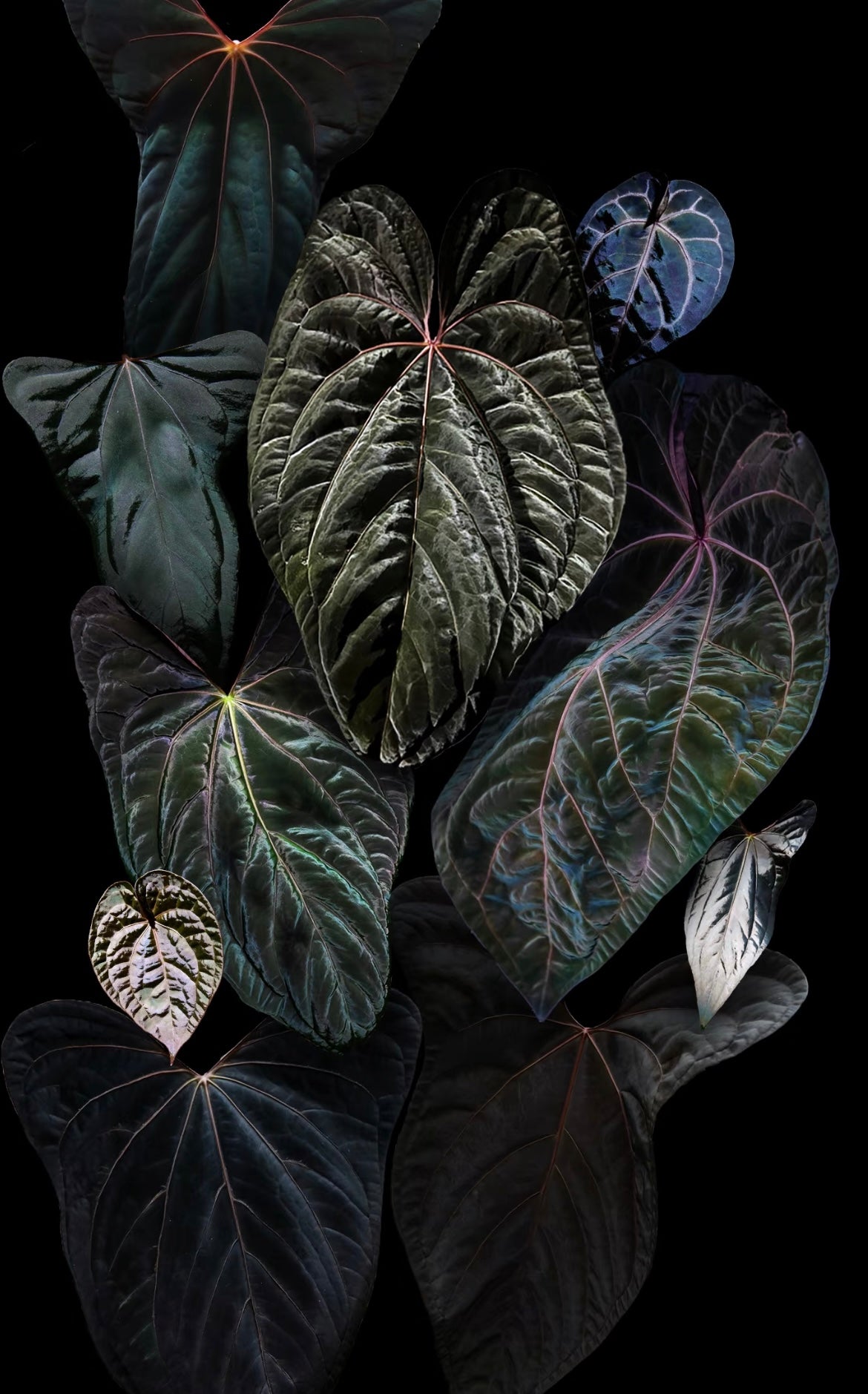 Buy Anthurium in Canada-protoleaf.ca