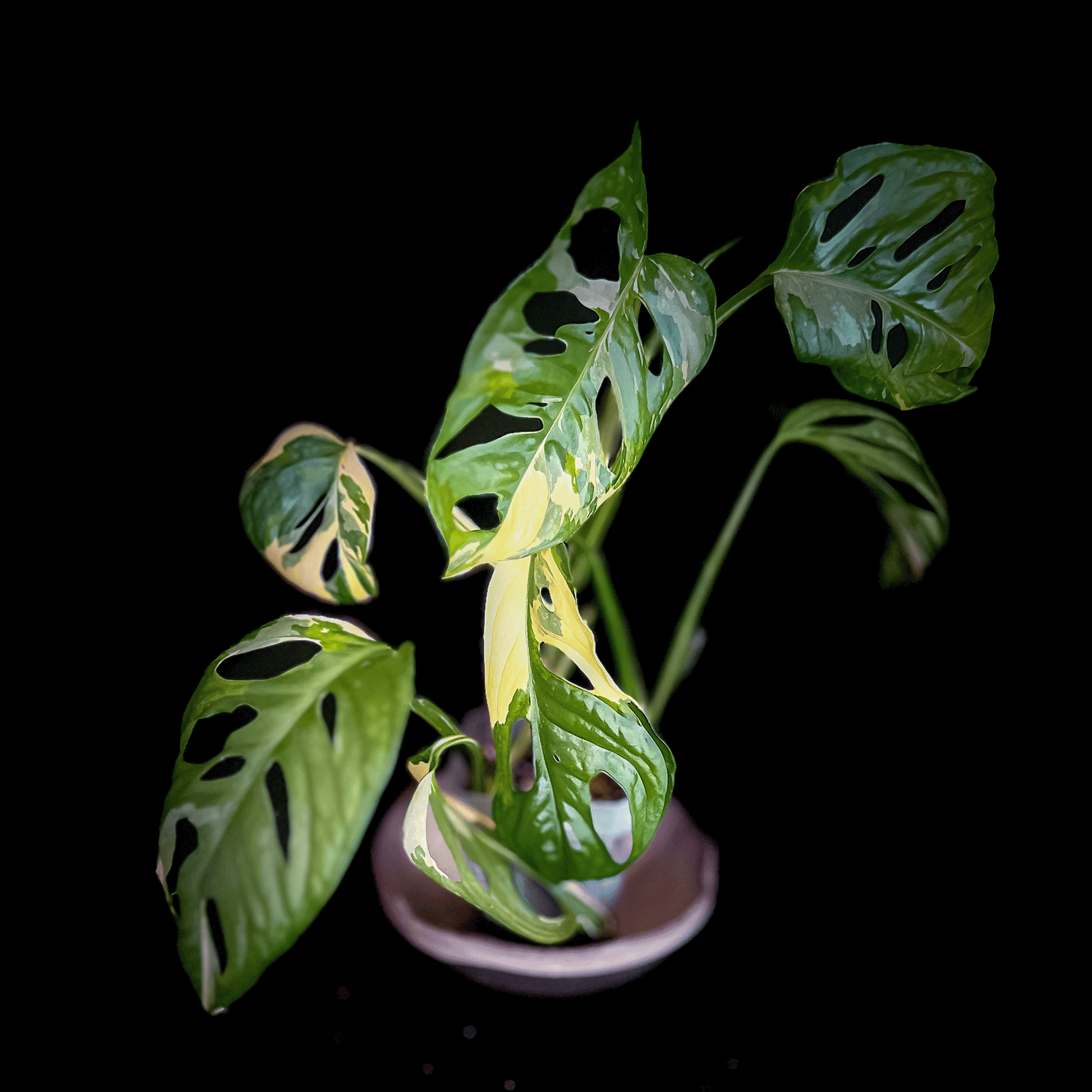 Monstera Adansonii Aurea Variegated
