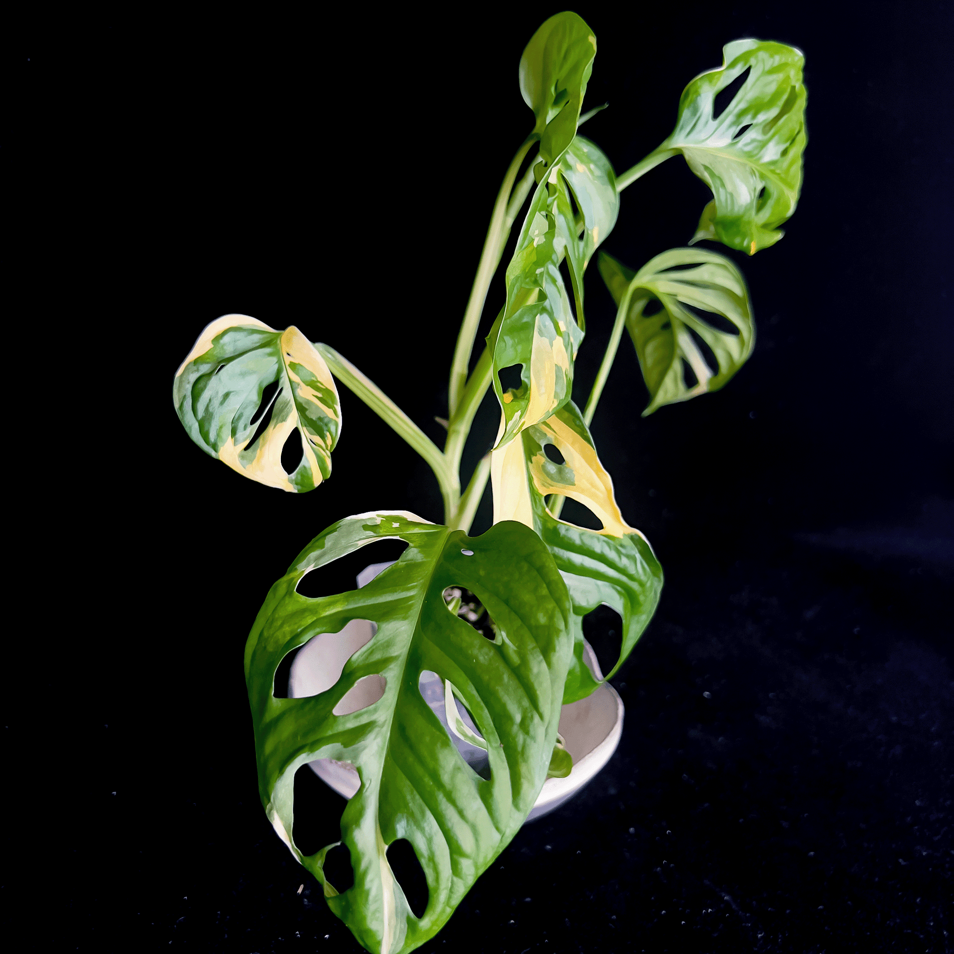 Monstera Adansonii Aurea Variegated