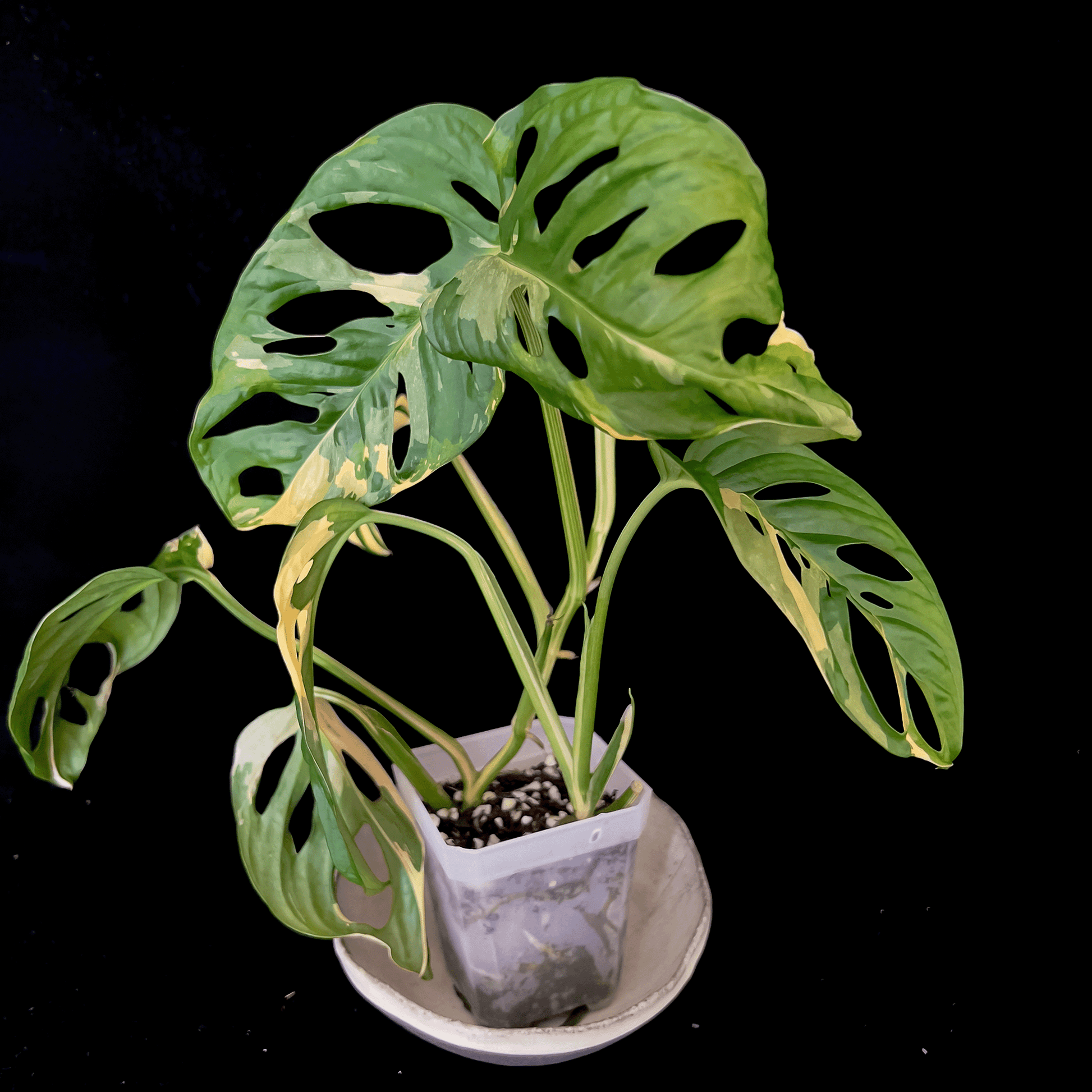Monstera Adansonii Aurea Variegated