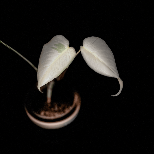 Flash Sale: Monstera Deliciosa Albo Variegata