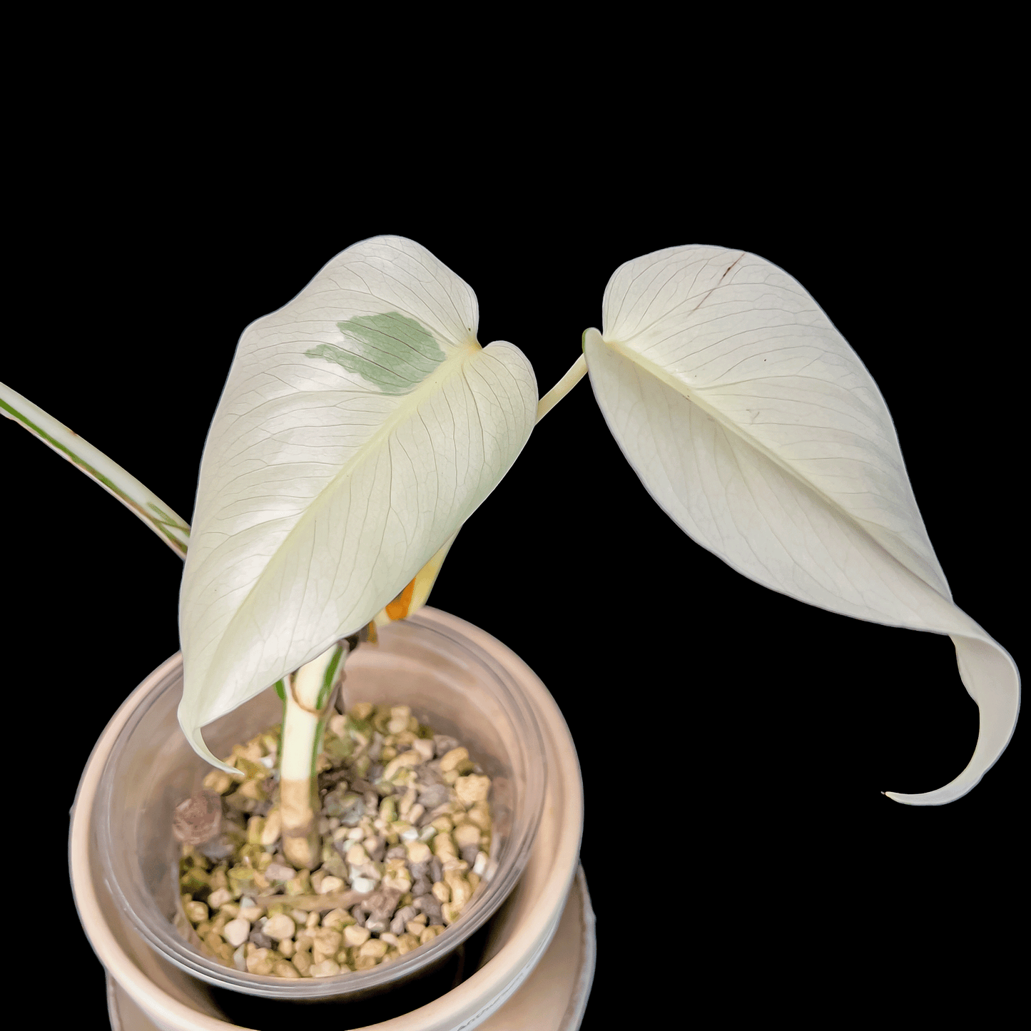 Flash Sale: Monstera Deliciosa Albo Variegata