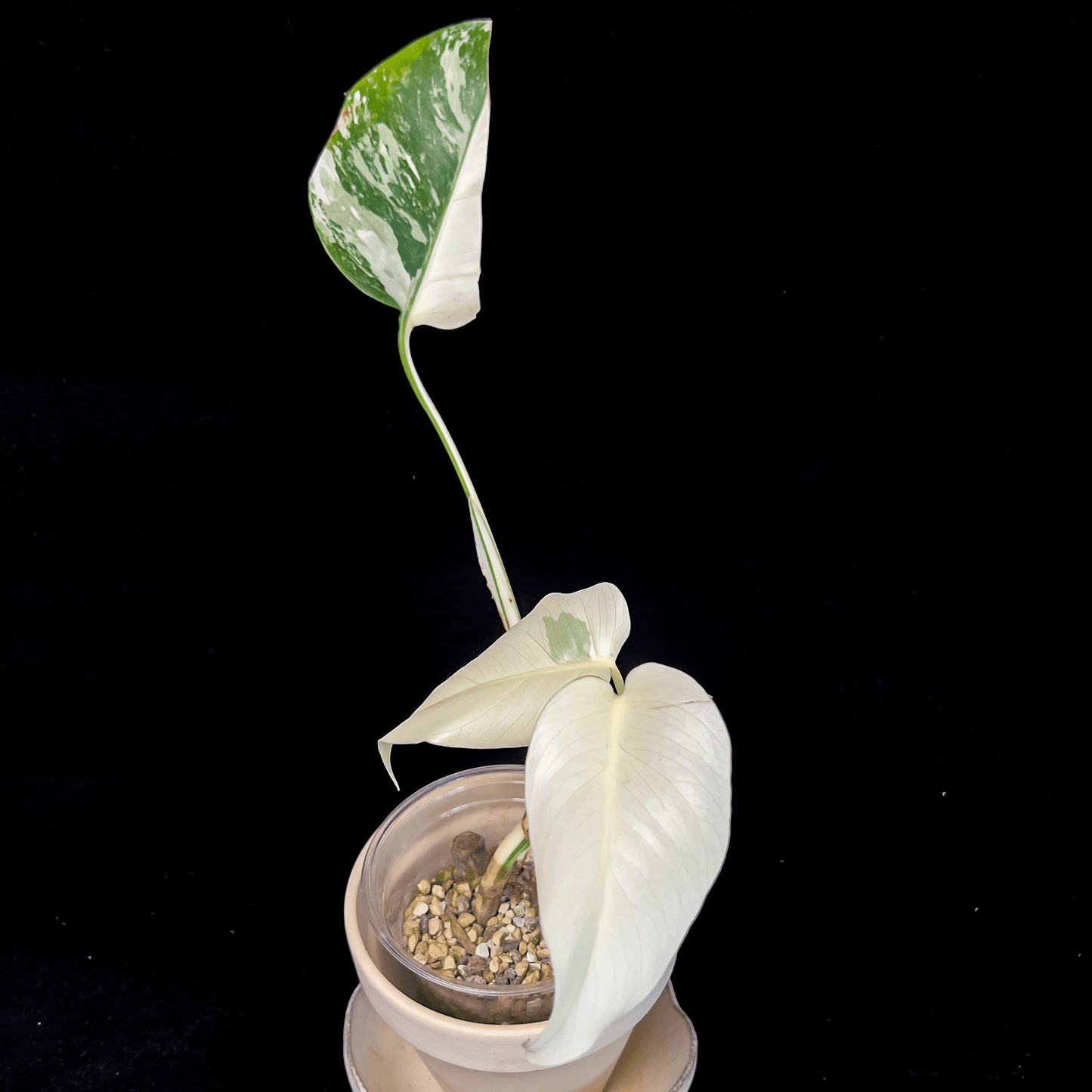 Flash Sale: Monstera Deliciosa Albo Variegata
