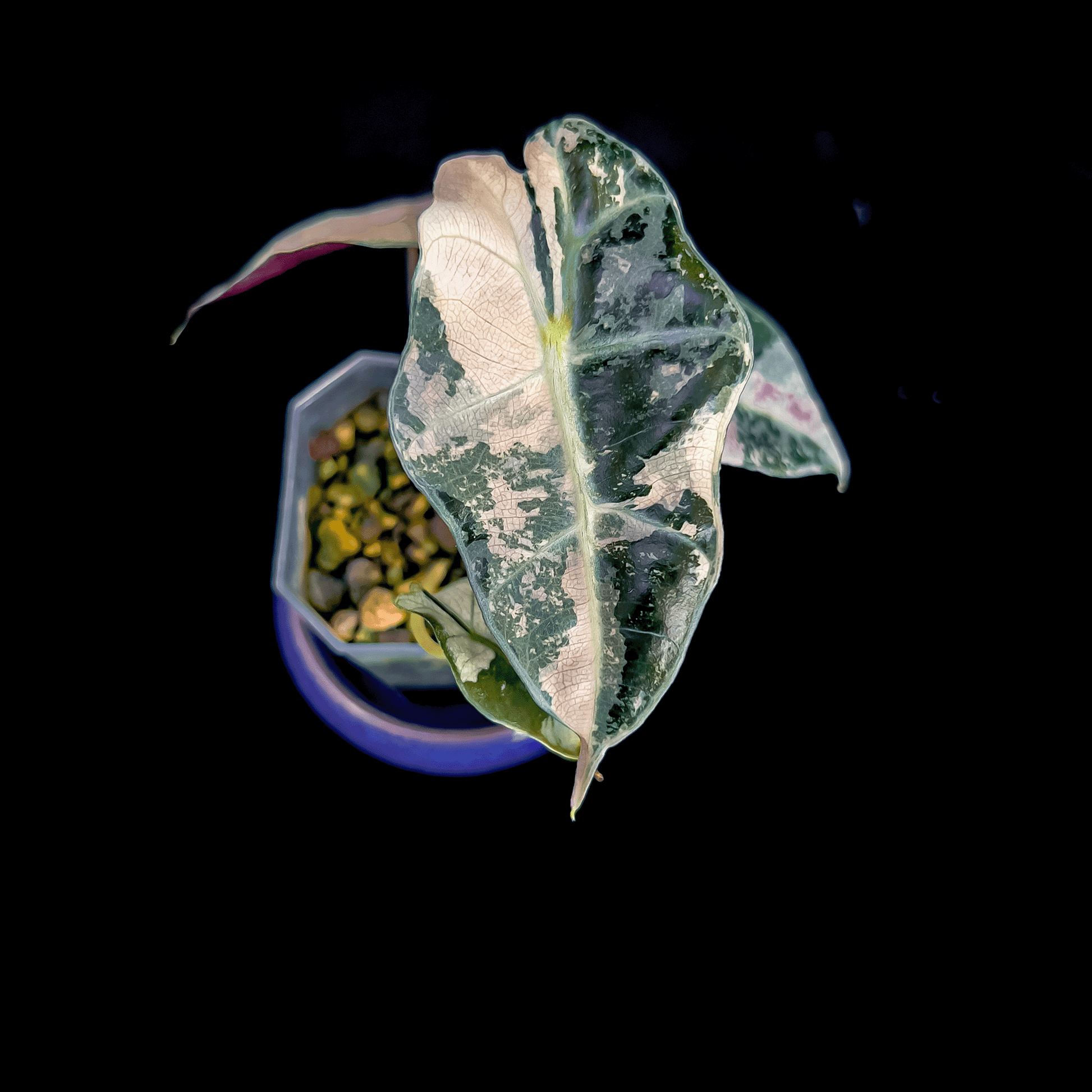 Alocasia Polly Pink Variegated