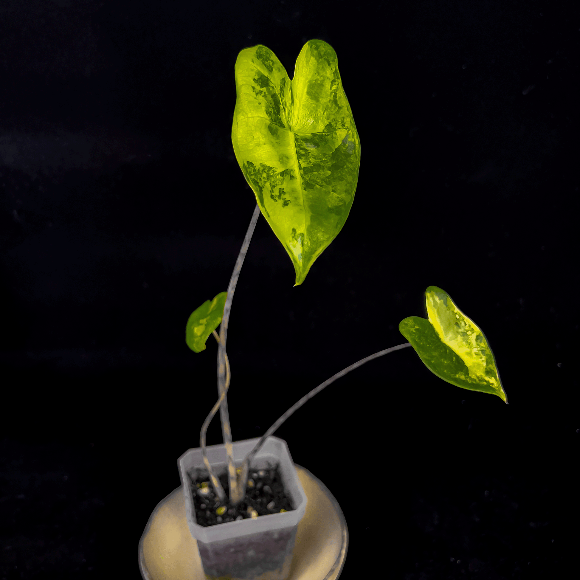 Alocasia Zebrina Aurea Variegata