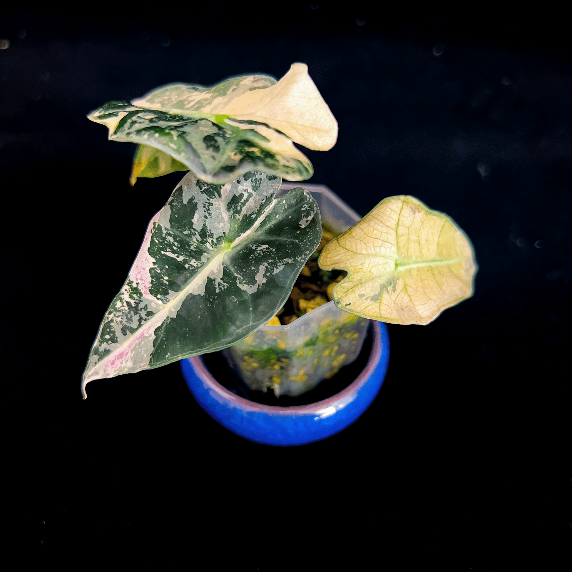 Alocasia Polly Pink Variegated