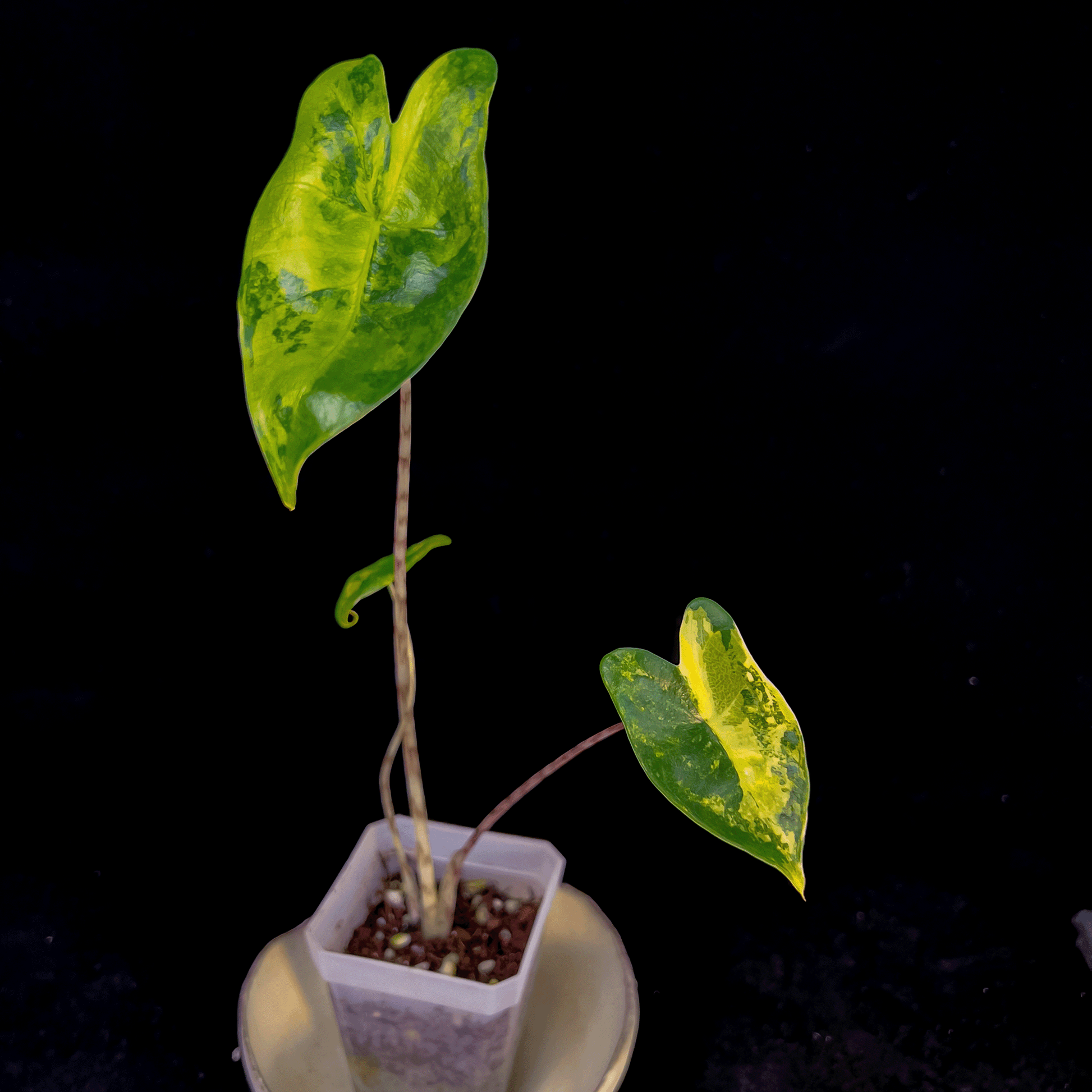 Alocasia Zebrina Aurea Variegata