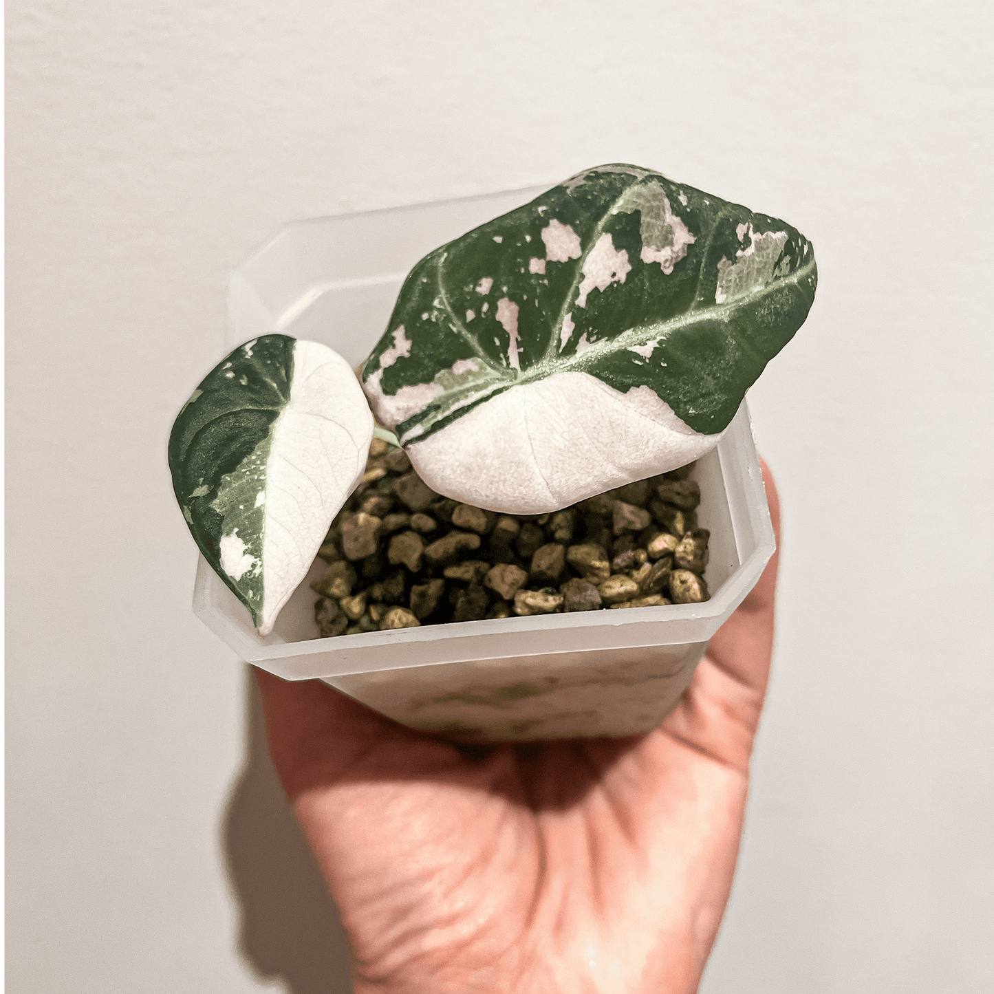 Alocasia Black Velvet Pink Variegated