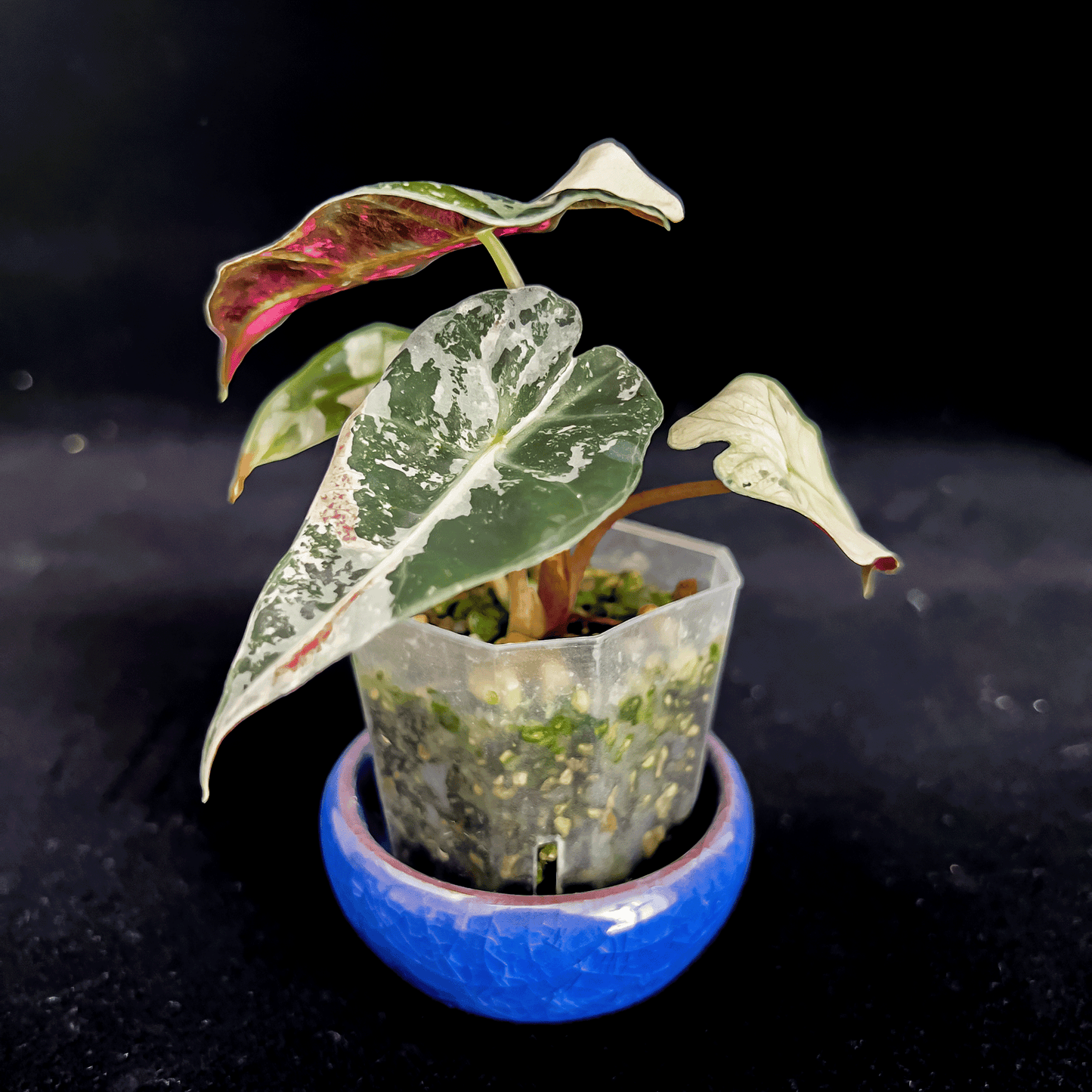 Alocasia Polly Pink Variegated