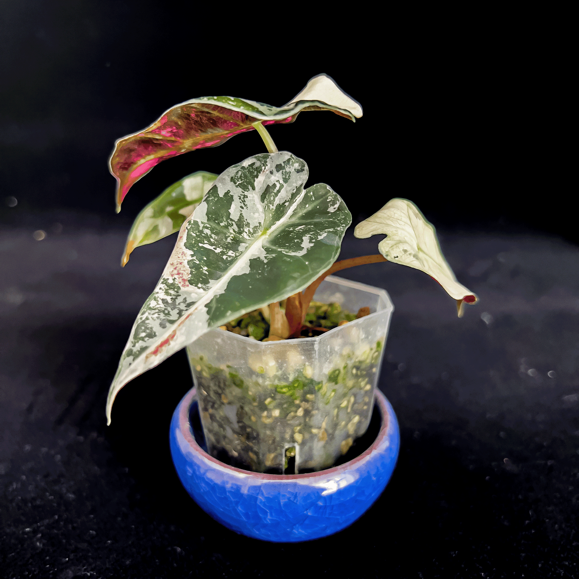 Alocasia Polly Pink Variegated