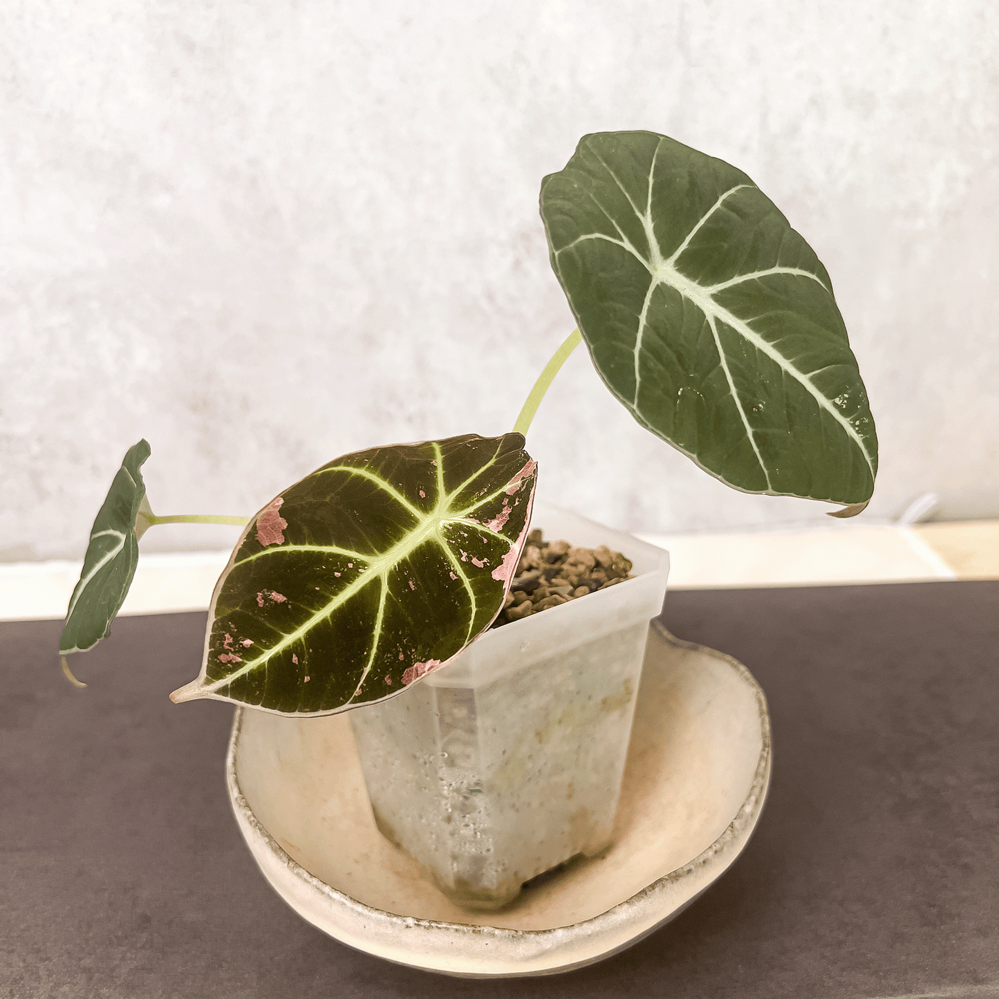 Alocasia Black Velvet Pink Variegated