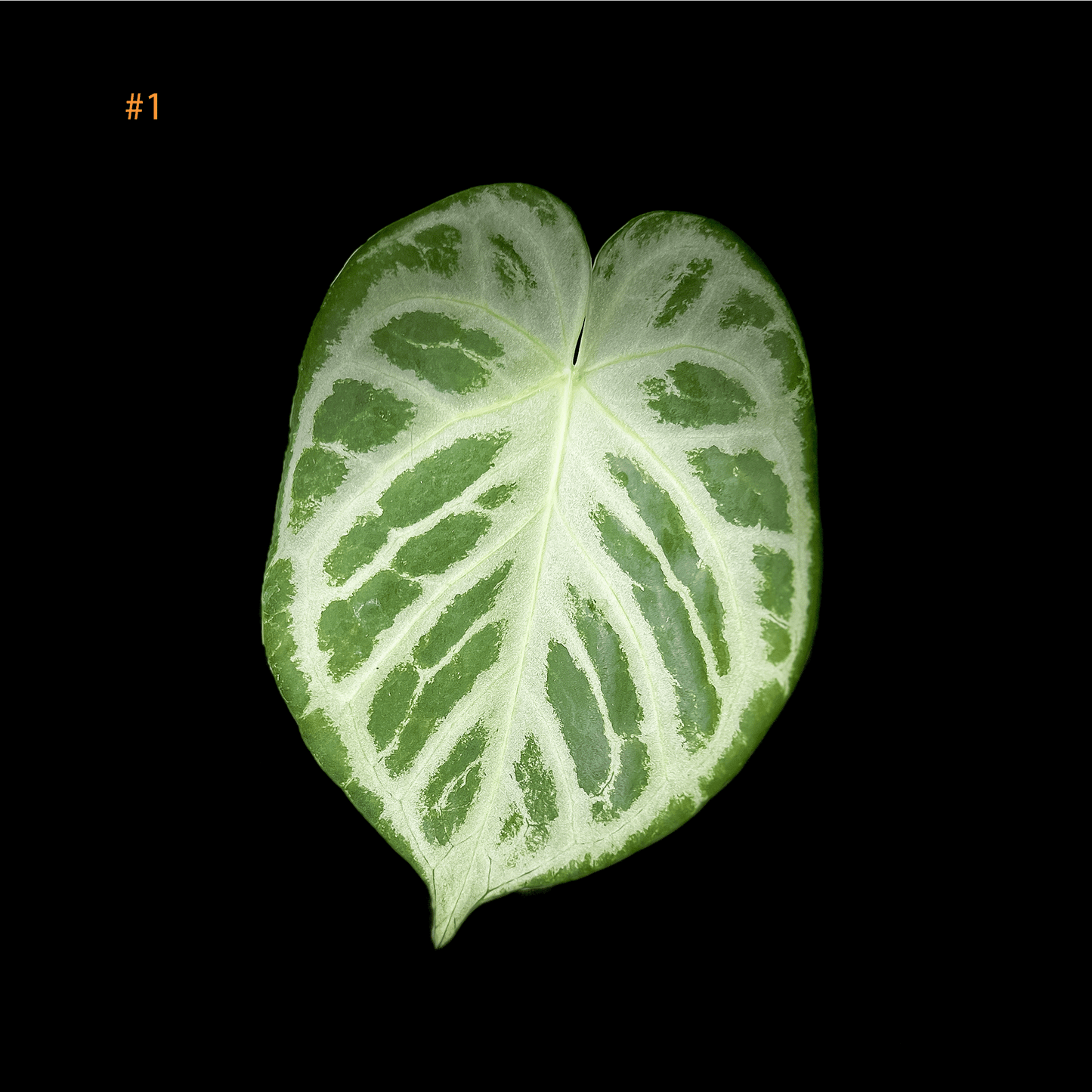 Anthurium Silver Blush