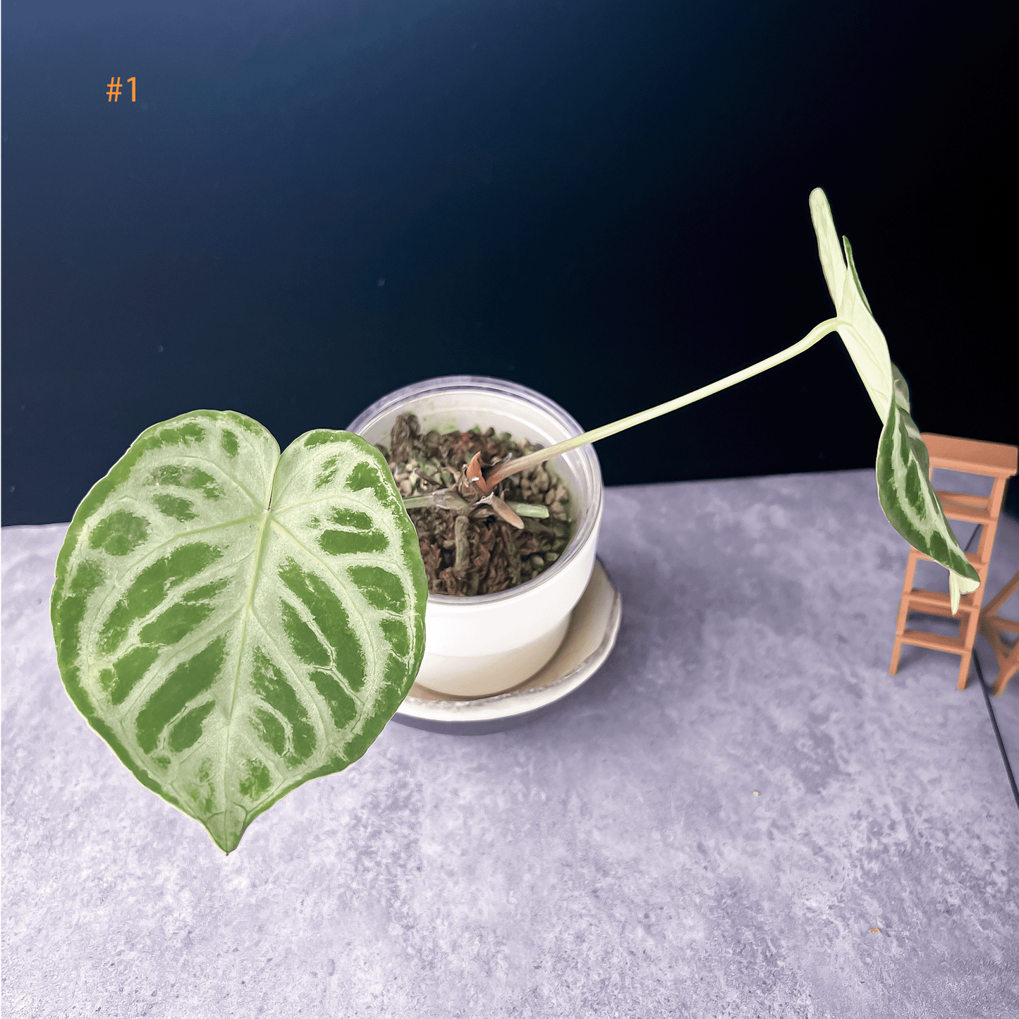 Anthurium Silver Blush