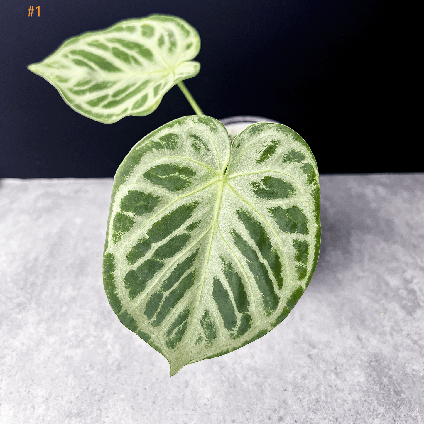 Anthurium Silver Blush