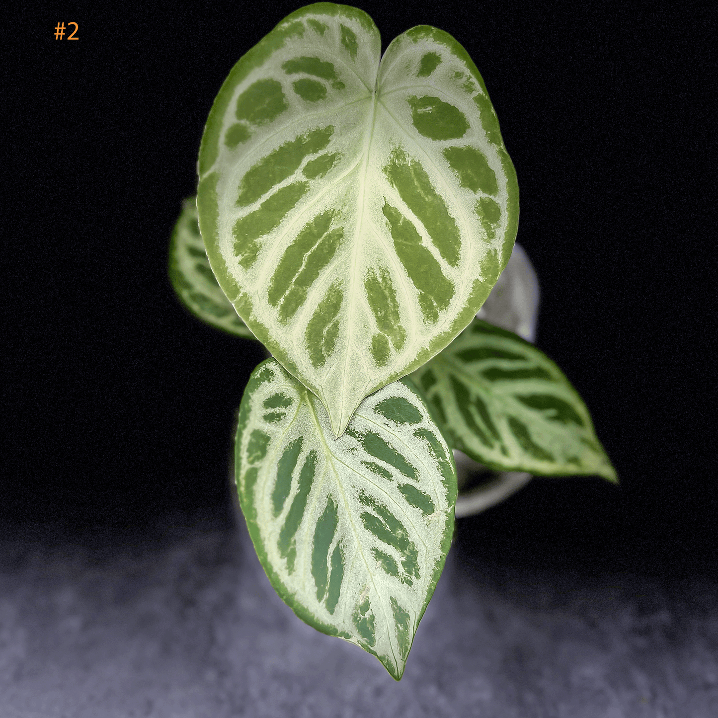 Anthurium Silver Blush