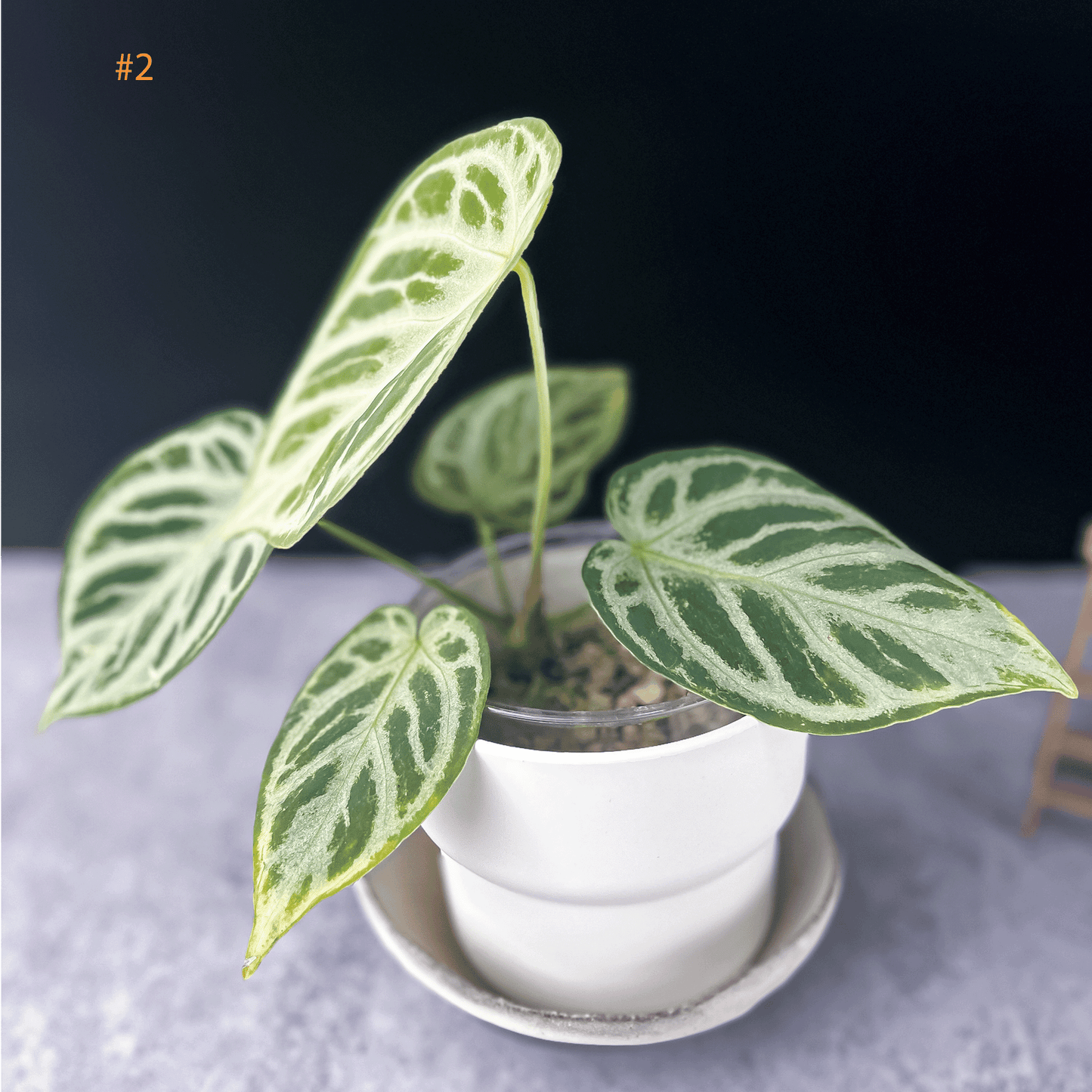 Anthurium Silver Blush