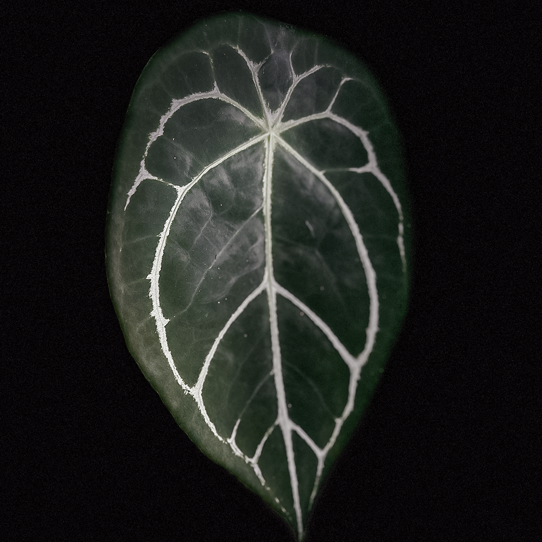 Anthurium Forgetii