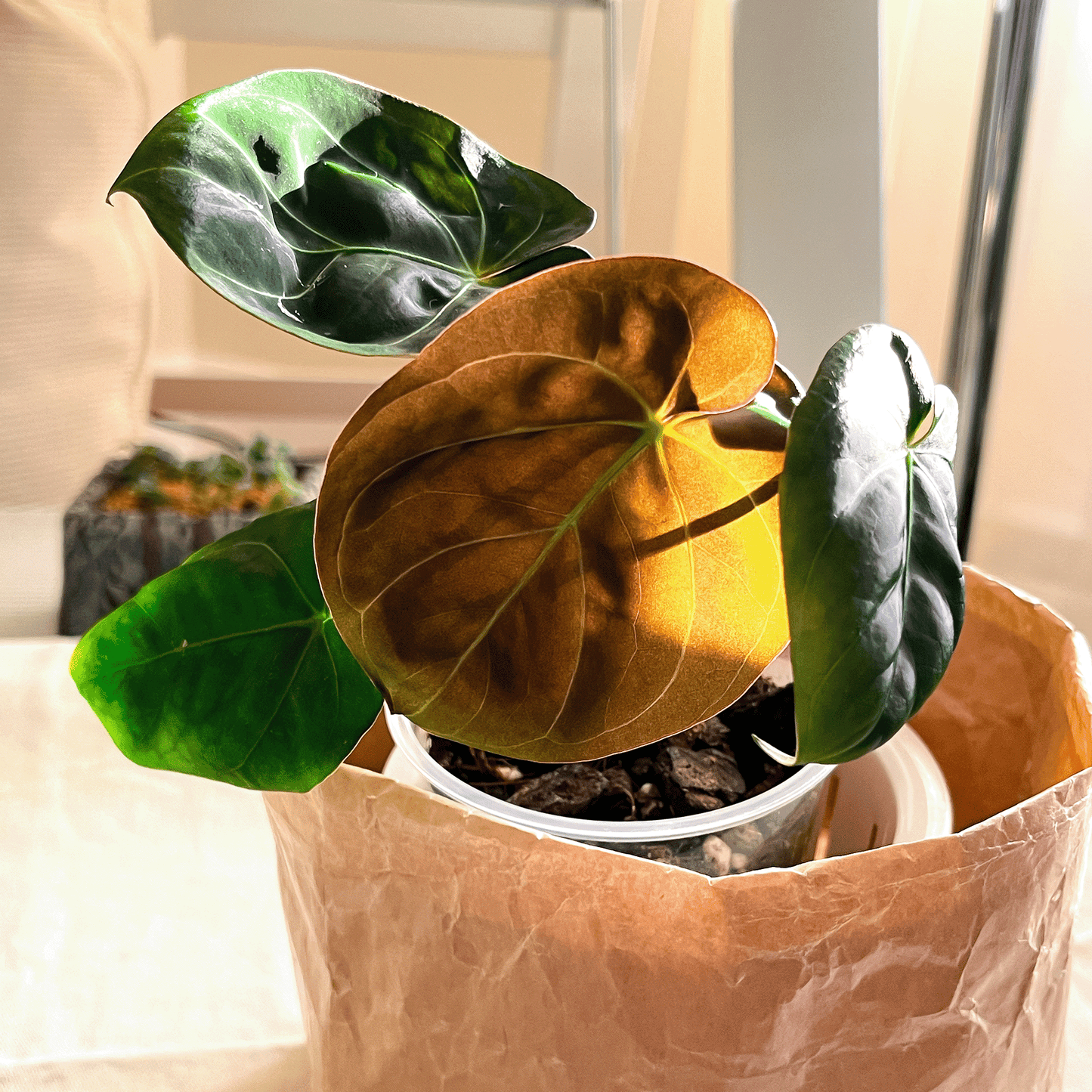 Anthurium Hoffmannii-protoleaf