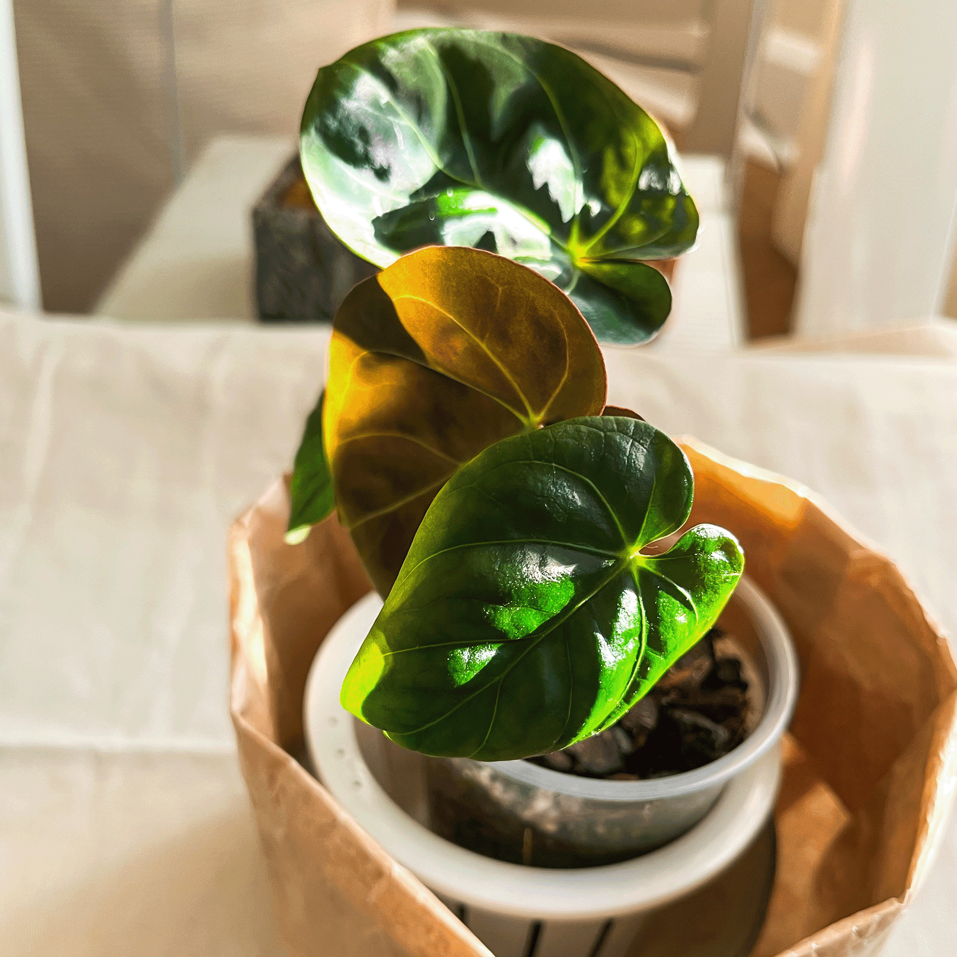 Anthurium Hoffmannii-protoleaf