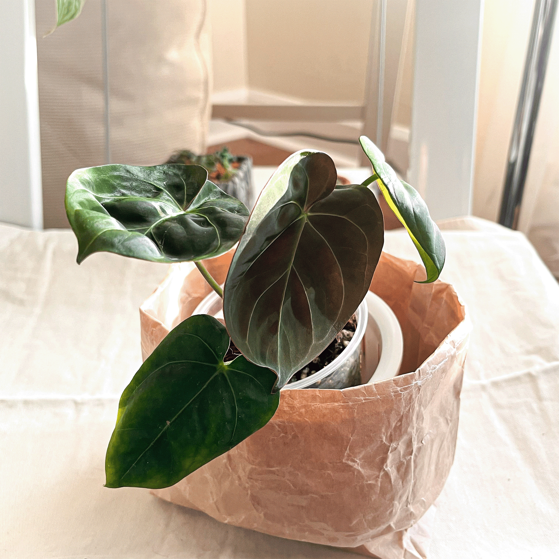 Anthurium Hoffmannii-protoleaf