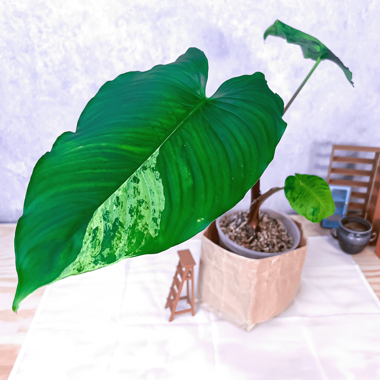 Homalomena Sp Borneo Variegata