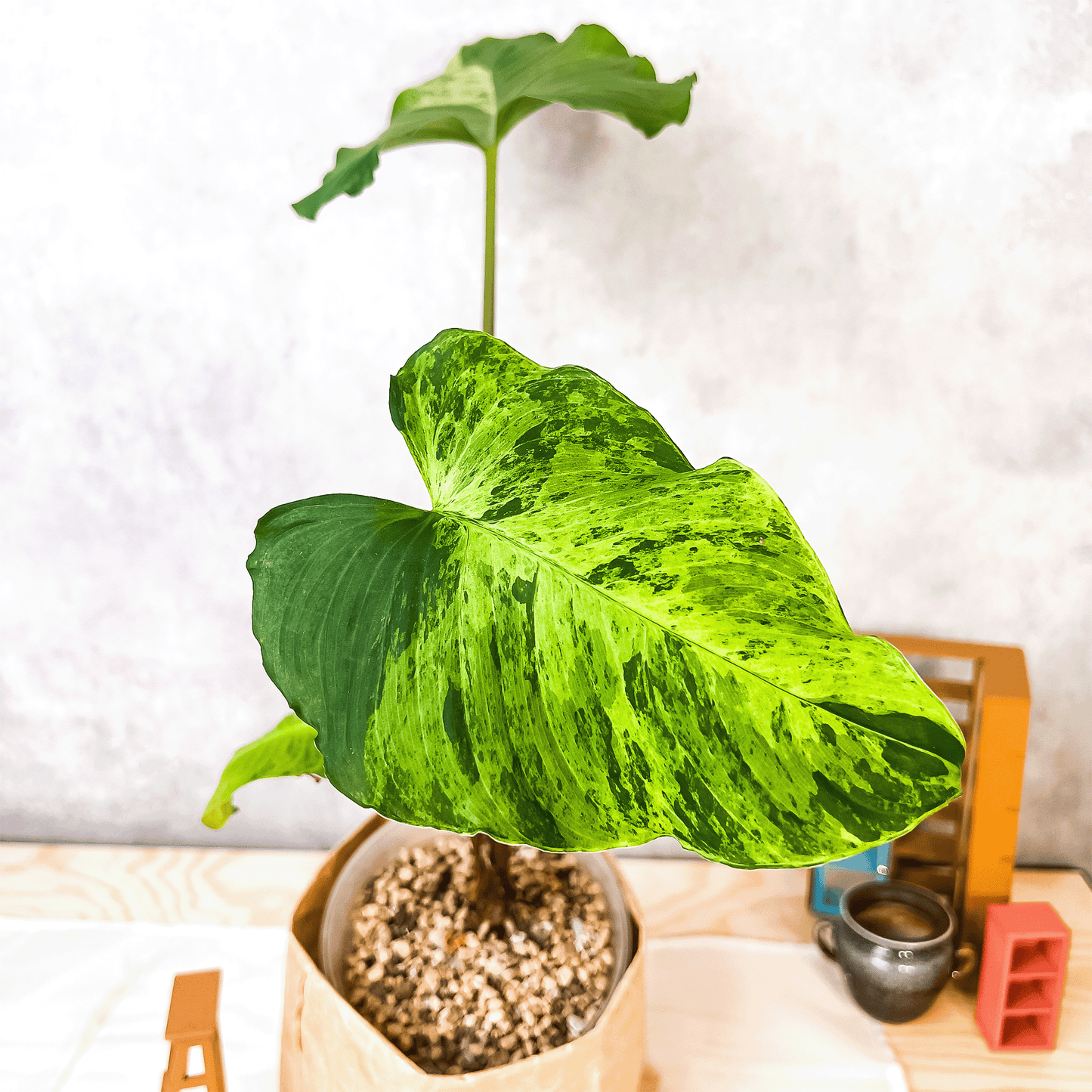 Homalomena Sp Borneo Variegata