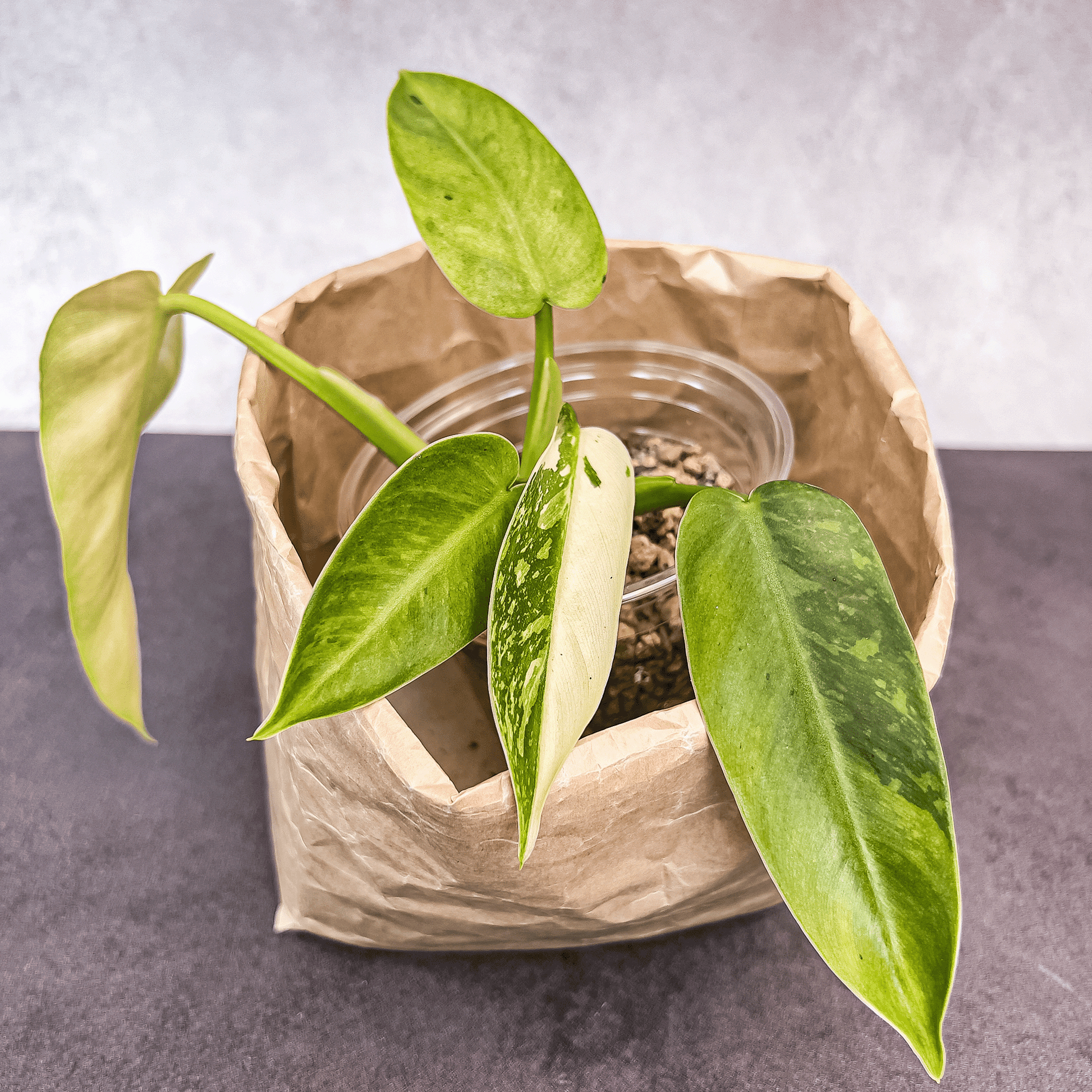 Philodendron Jose Buono