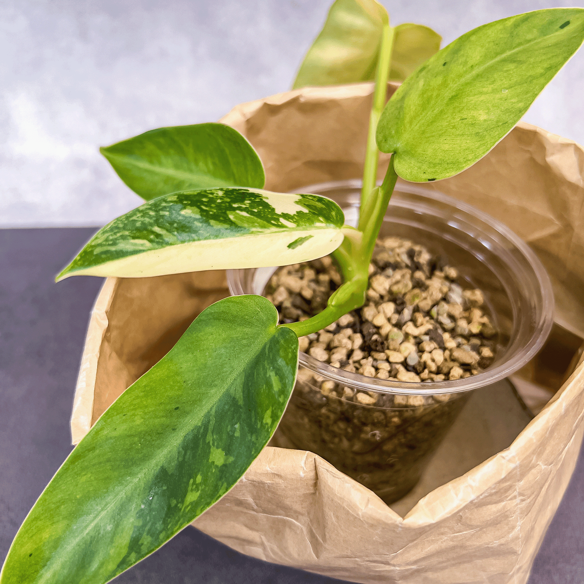 Philodendron Jose Buono