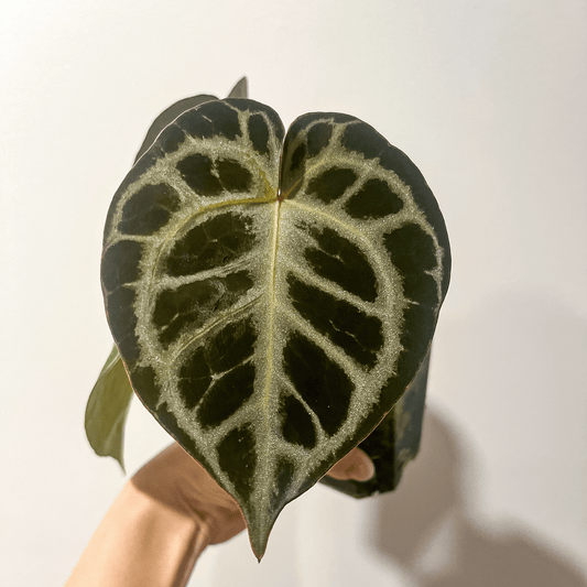 Anthurium King Of Spades x Red Crystallinum, by Mr, HU