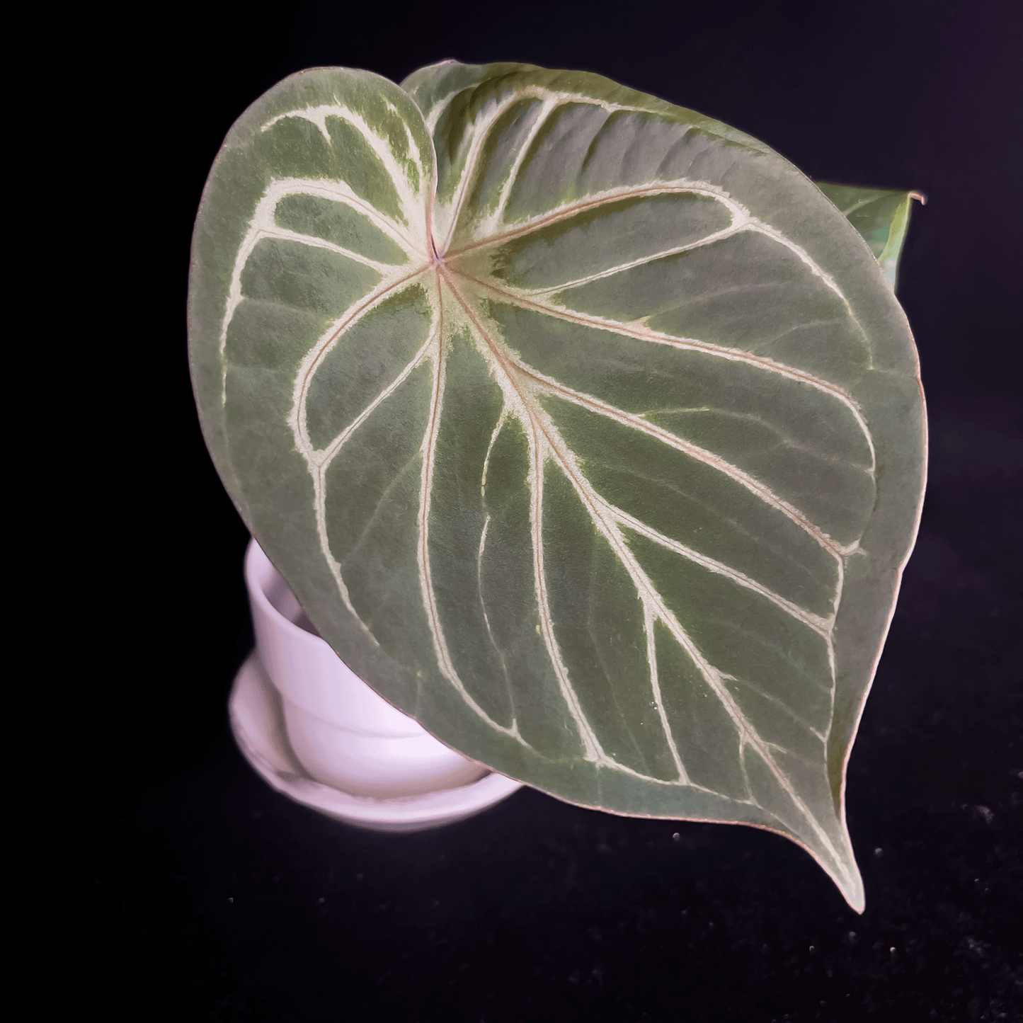 Anthurium King of Spades
