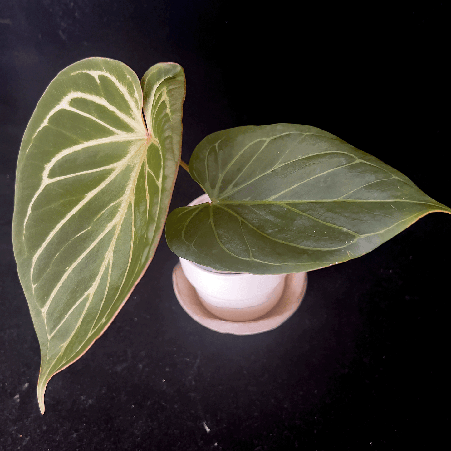 Anthurium King of Spades