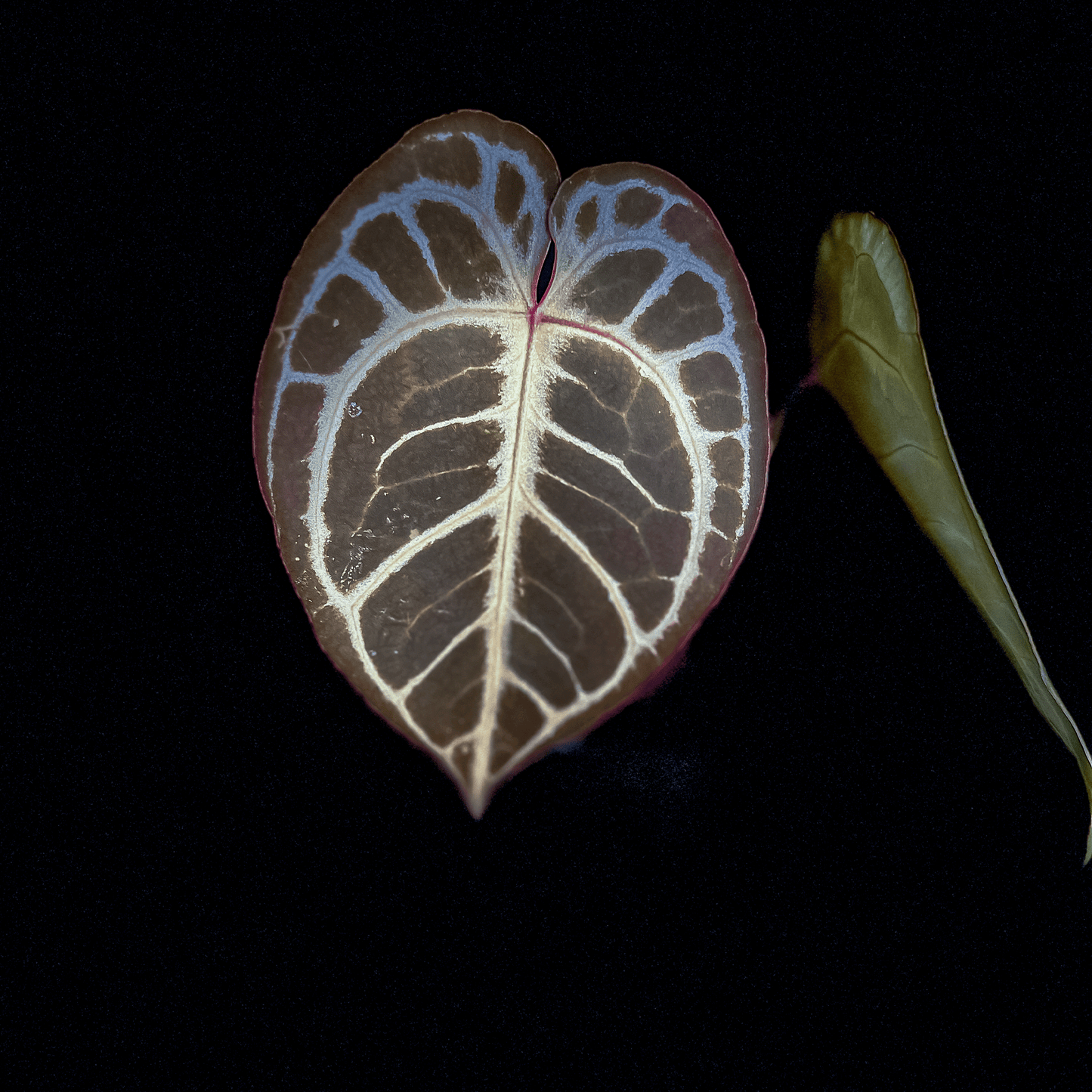 Anthurium King Of Spades x Red Crystallinum