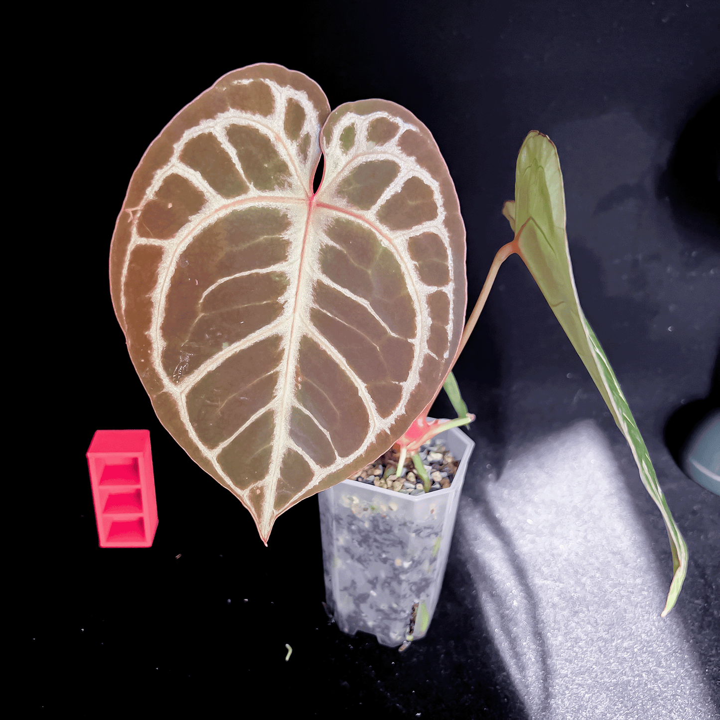 Anthurium King Of Spades x Red Crystallinum