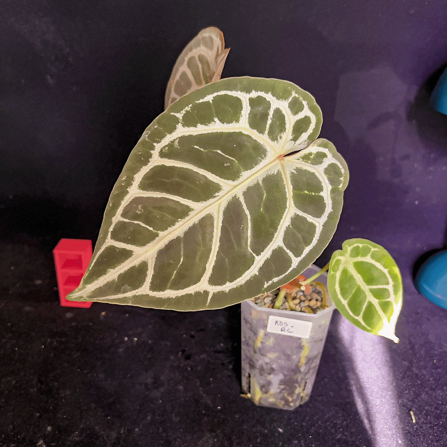 Anthurium King Of Spades x Red Crystallinum