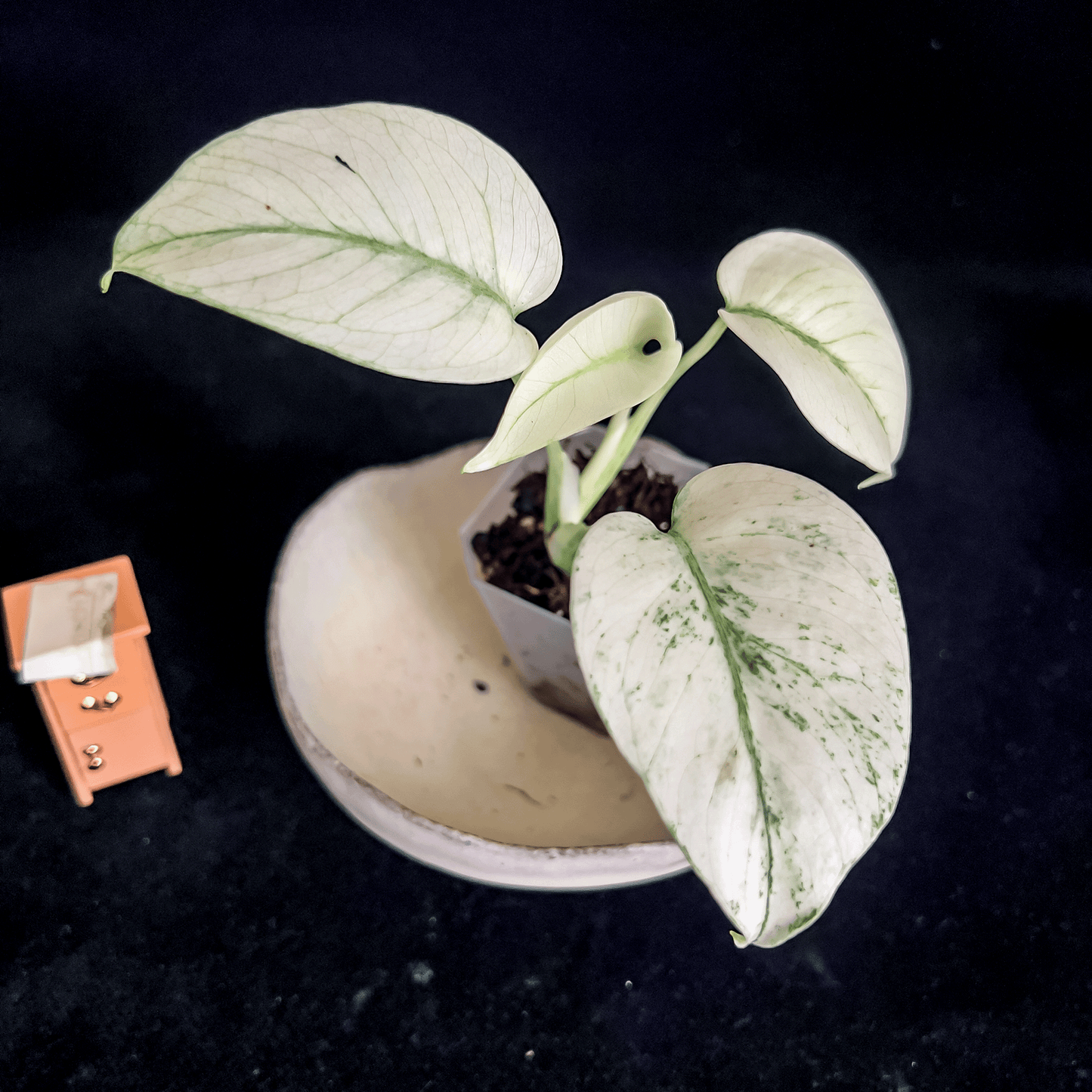 Monstera Mint, Full White Mint