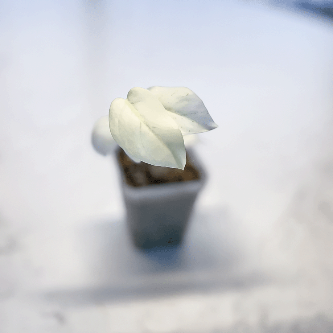 Monstera Mint-protoleaf.ca
