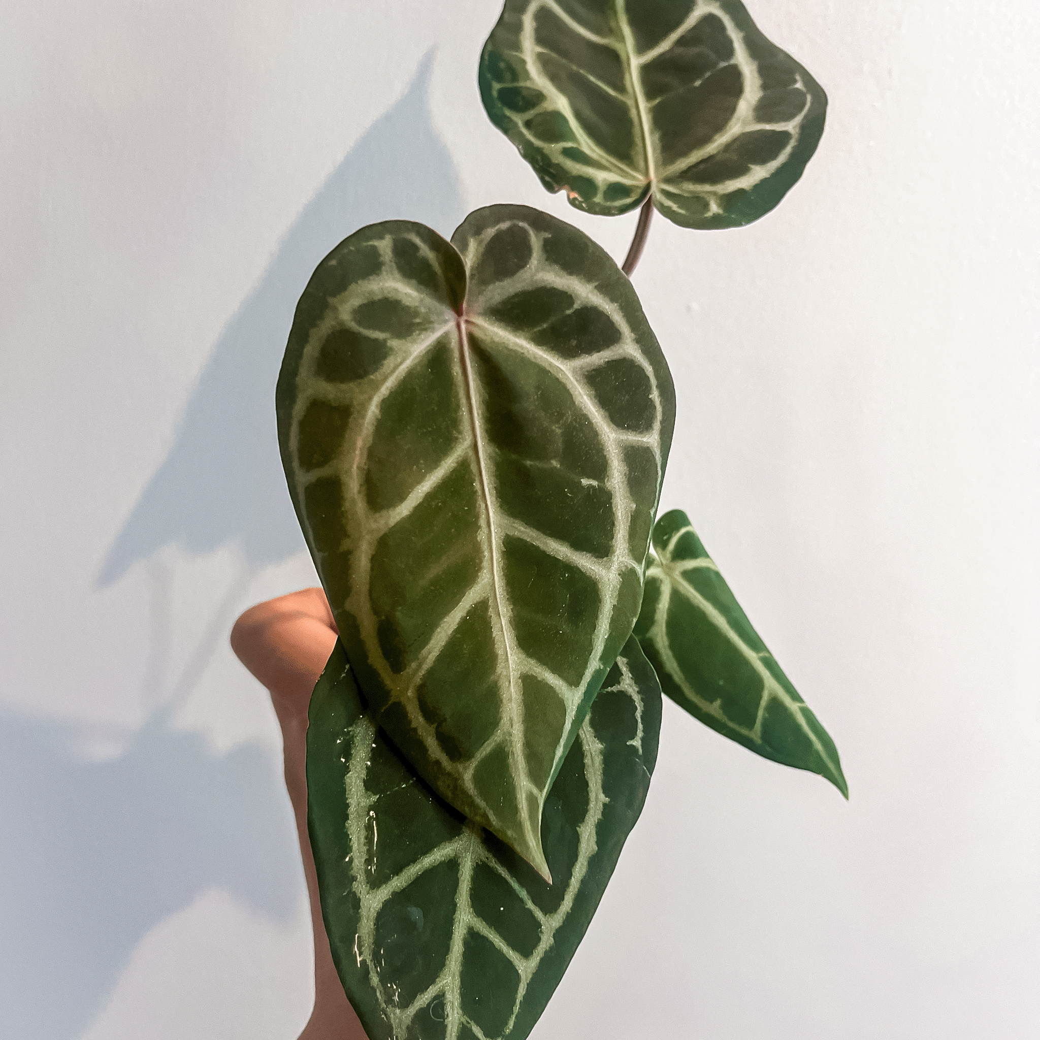 Anthurium Red Crystallinum NSE | Where Buy Anthurium Canada