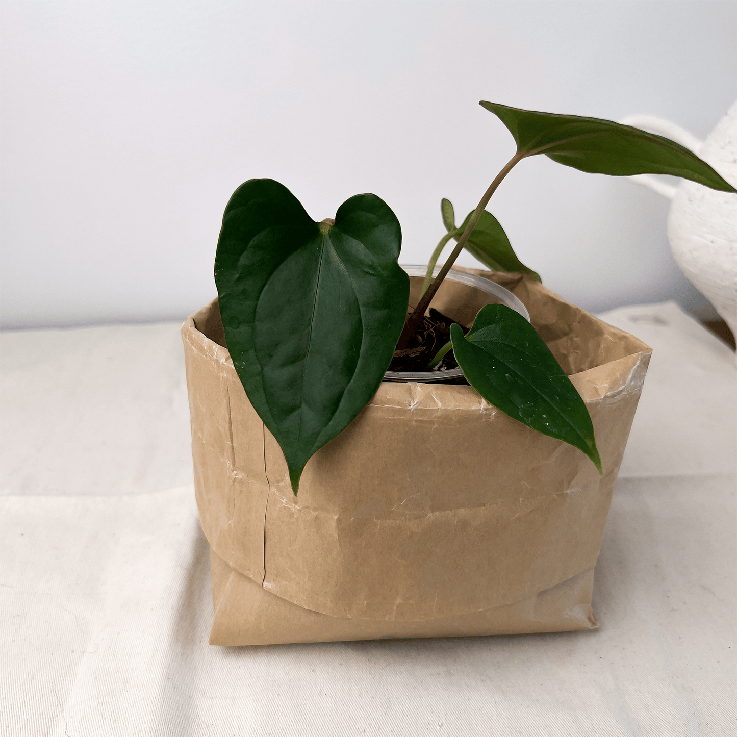 Anthurium Night Queen