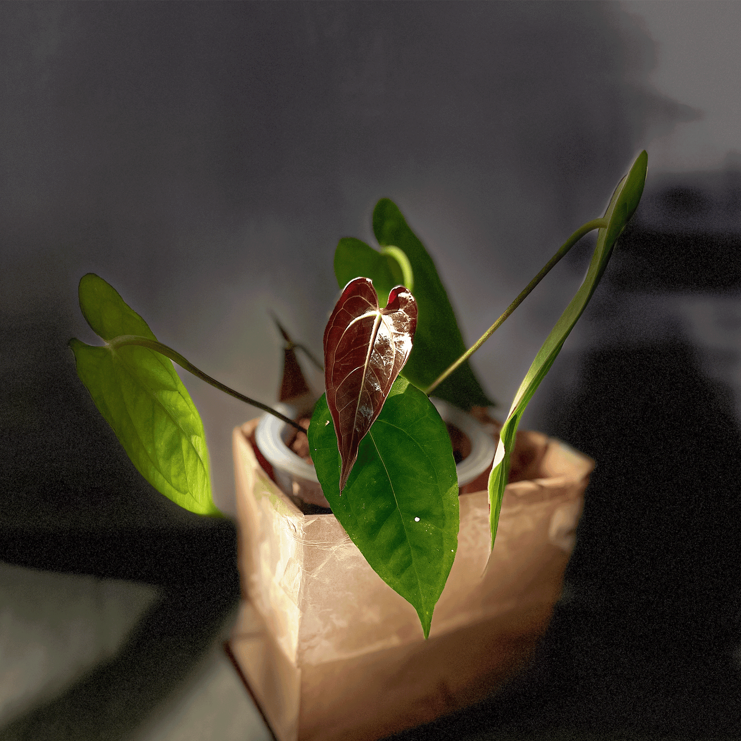 Anthurium Night Queen