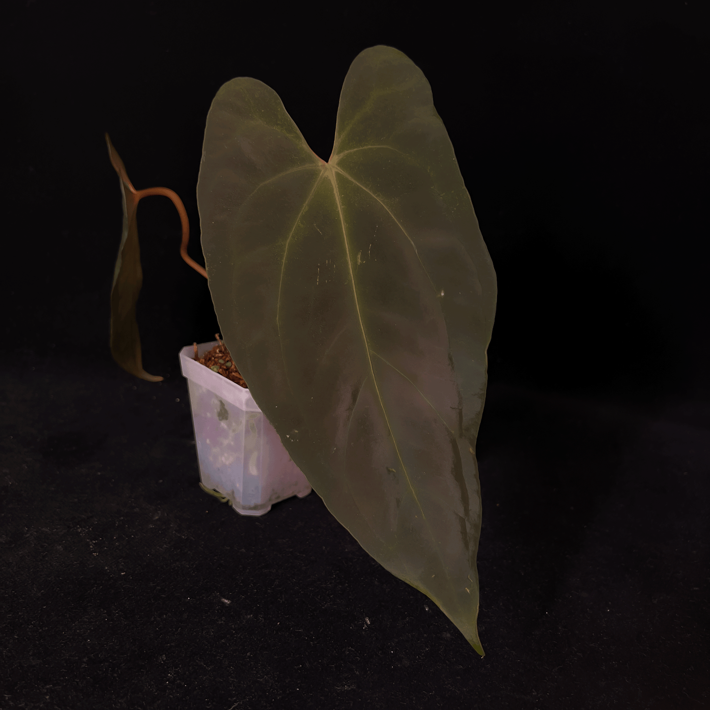 Anthurium Dark Phoenix Red Vein