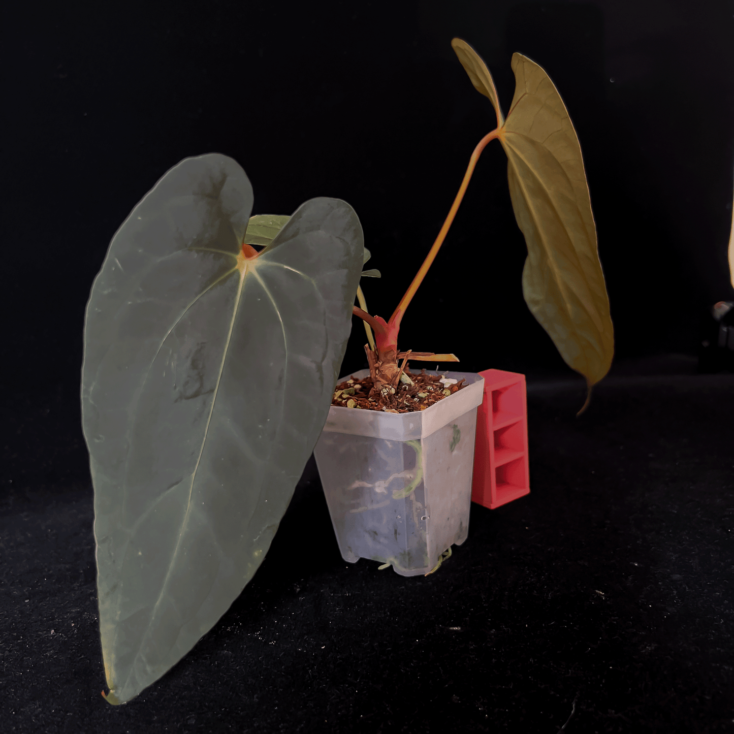 Anthurium Dark Phoenix Red Vein