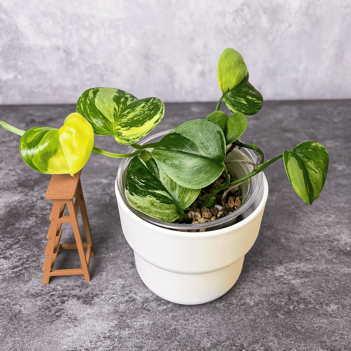 Scindapsus Treubii Rubicon Variegated