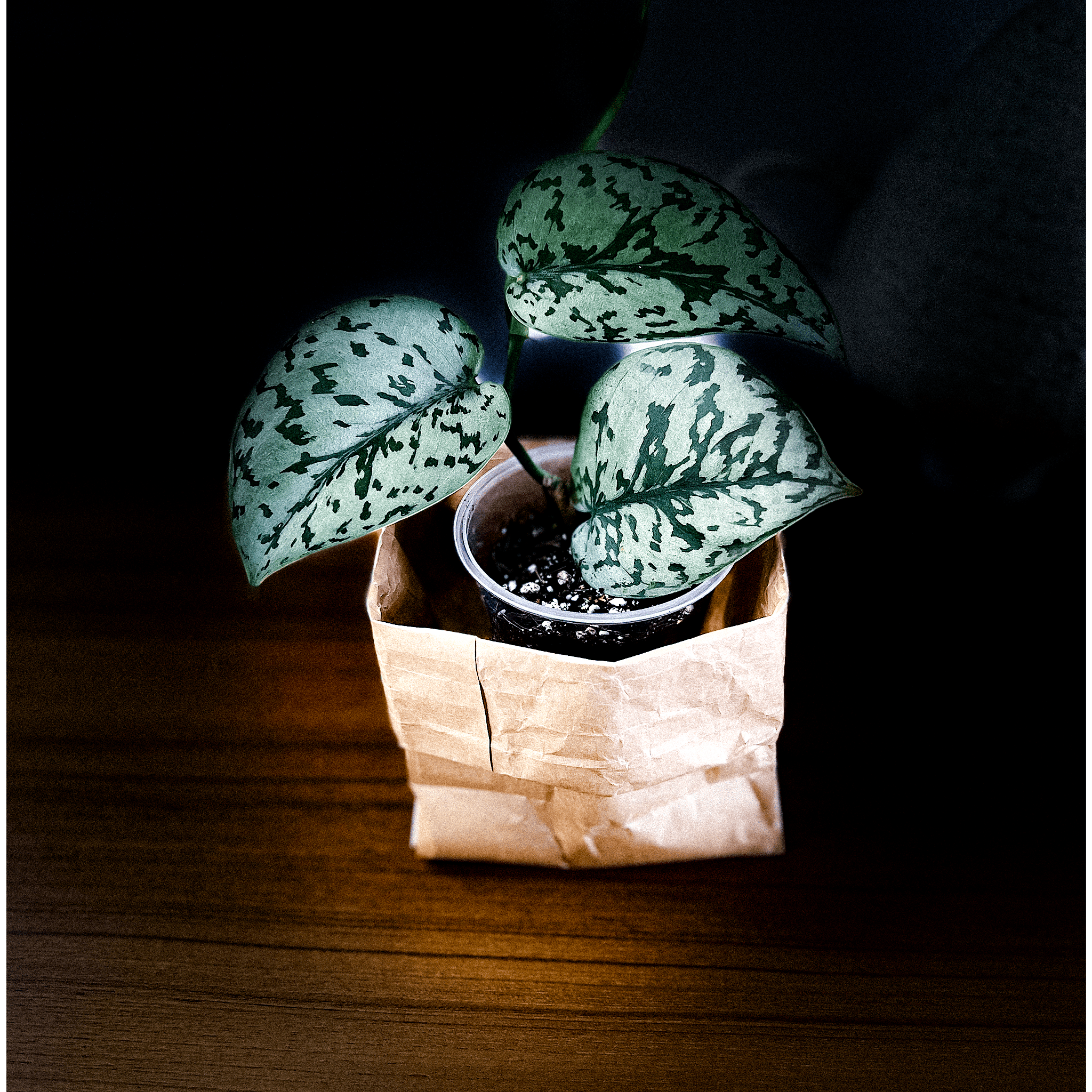 Scindapsus Silver Lady Buy Plant Online Canada ProtoLeaf