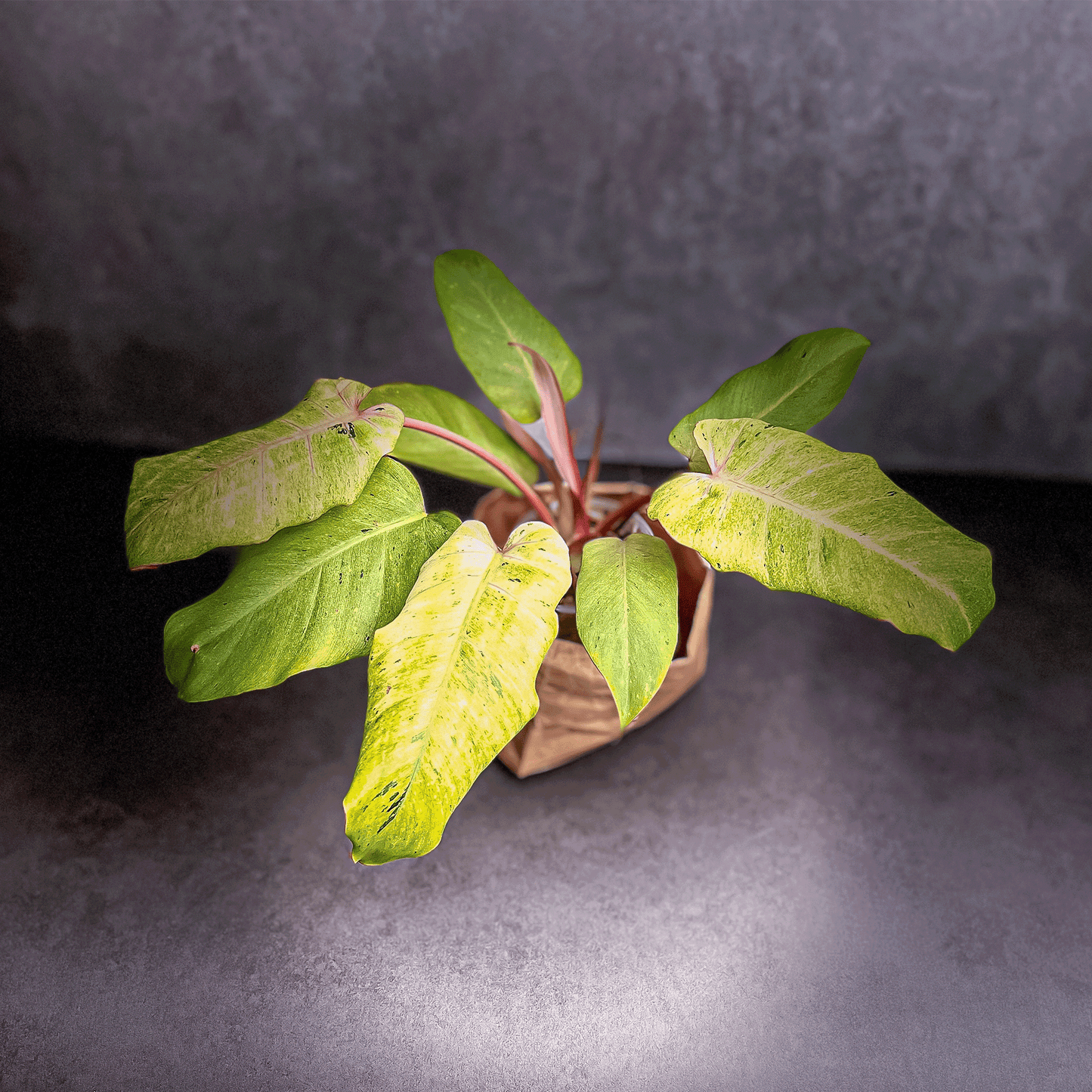 Philodendron Snowdrift