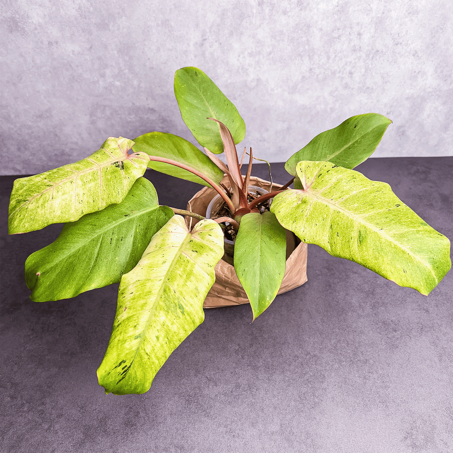 Philodendron Snowdrift