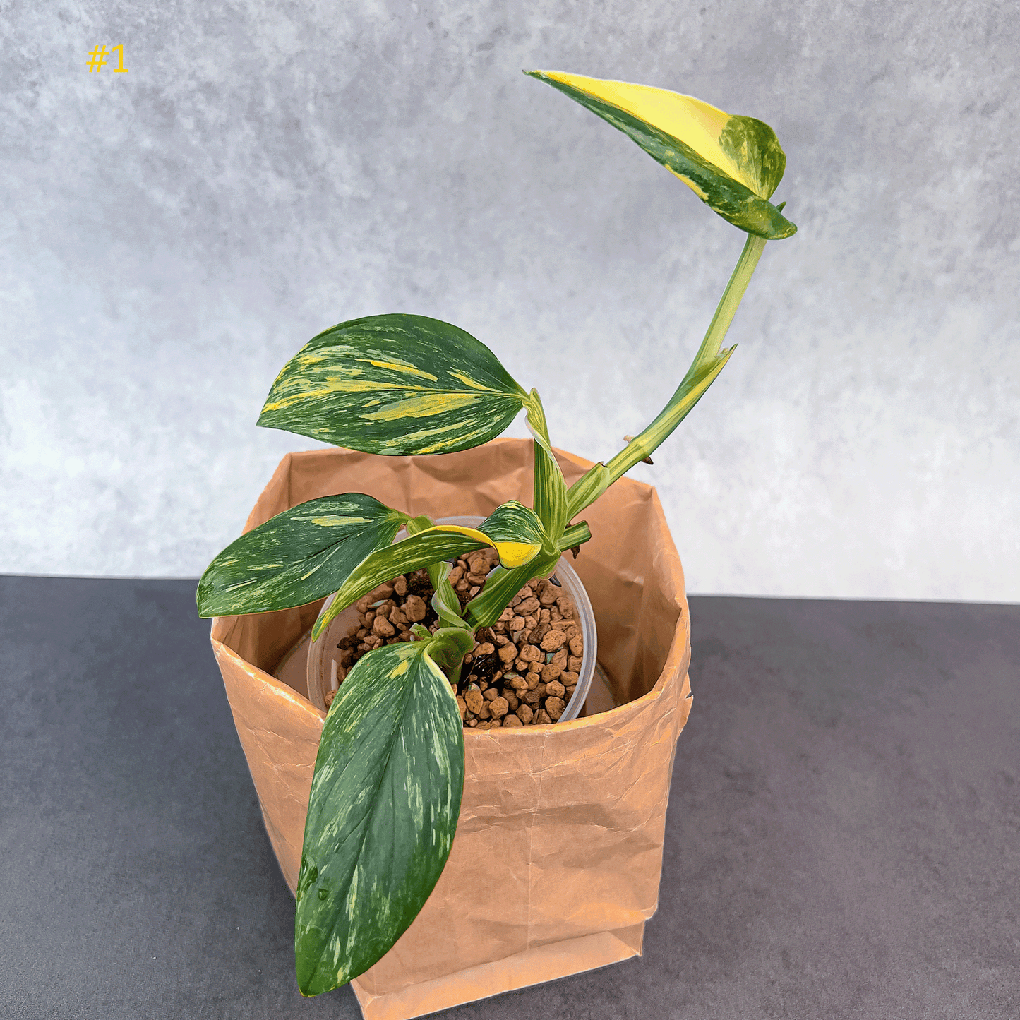 Monstera Standleyana Aurea