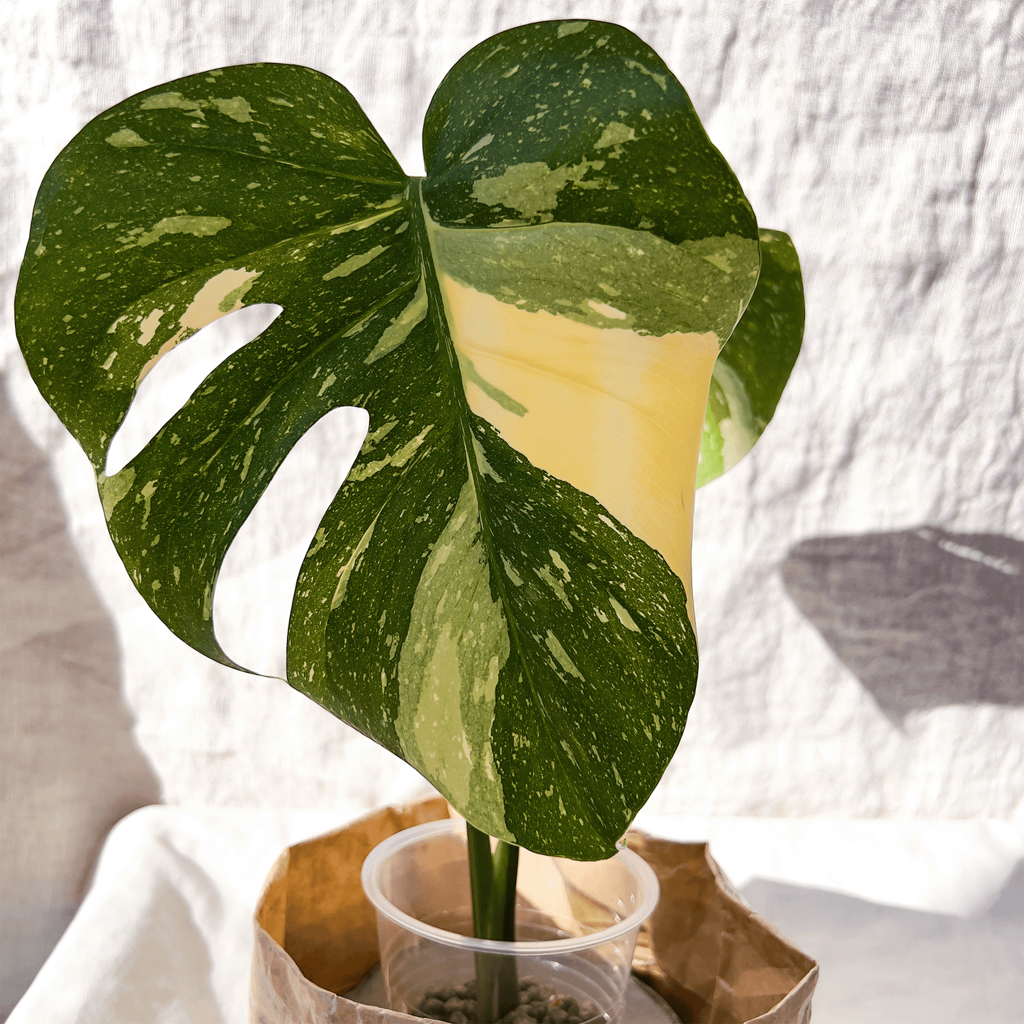 Monstera Thai Constellation