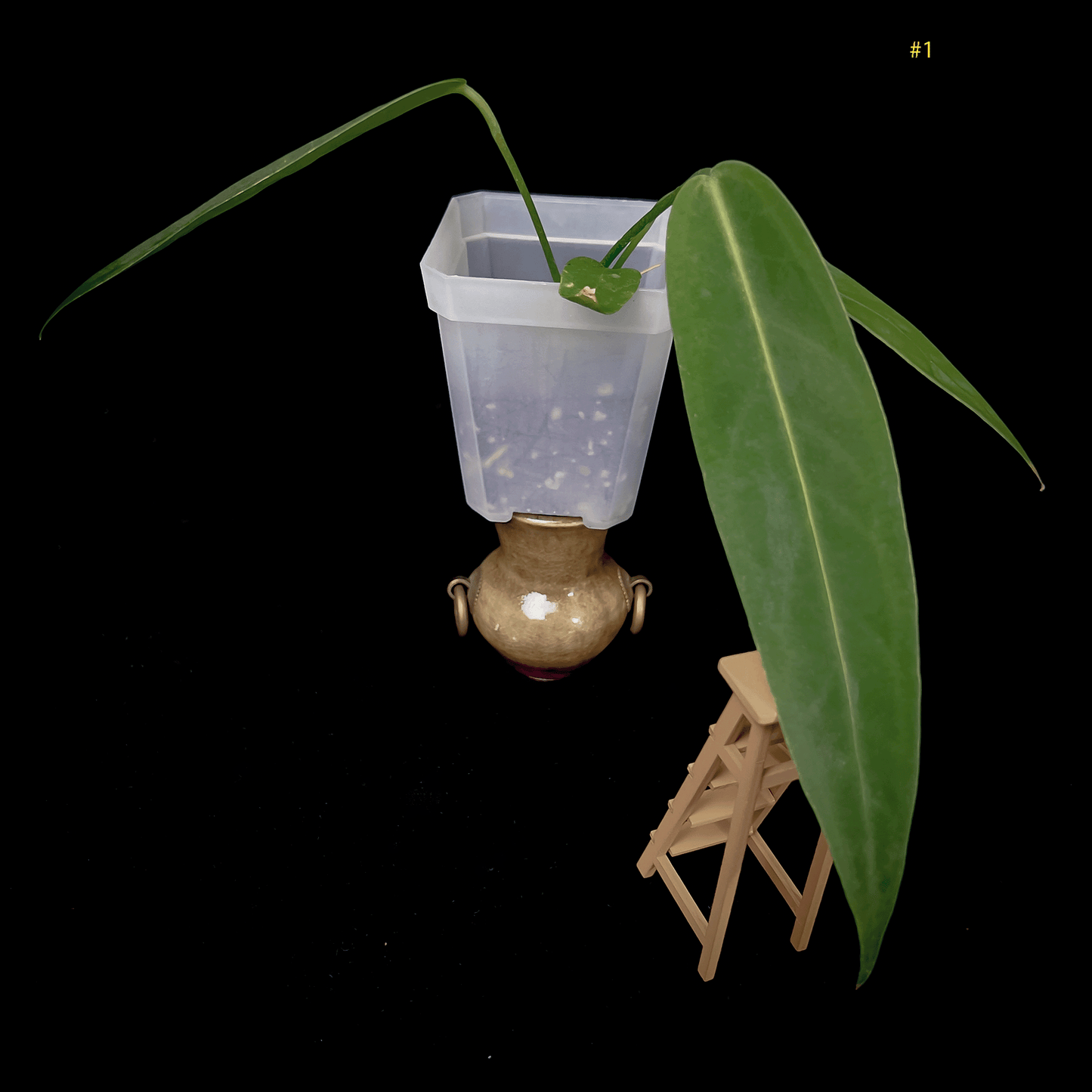 Anthurium Warocqueanum Dark Narrow