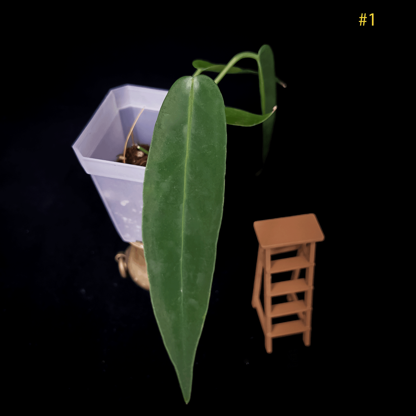 Anthurium Warocqueanum Dark Narrow